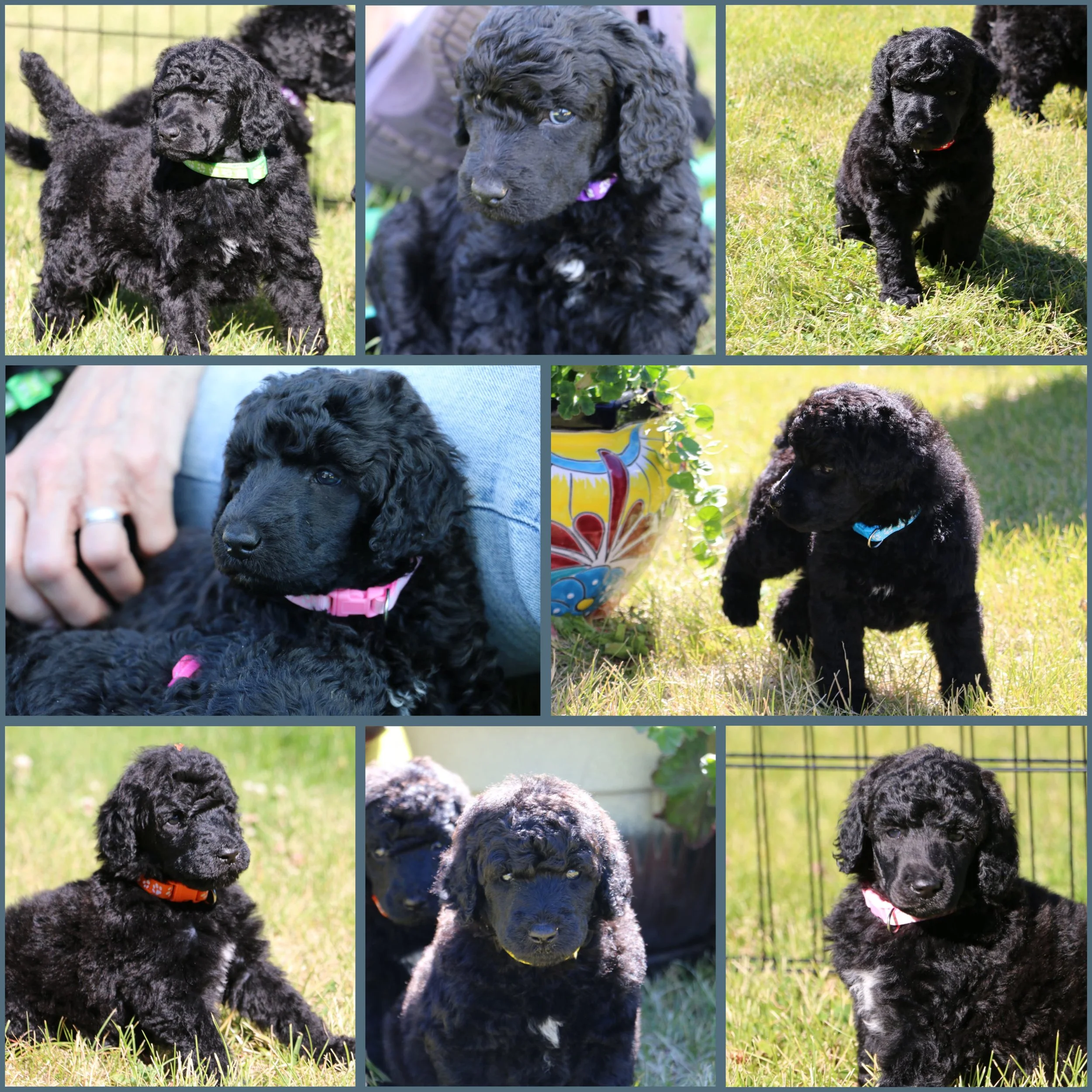 Standard Poodle Puppy Oregon