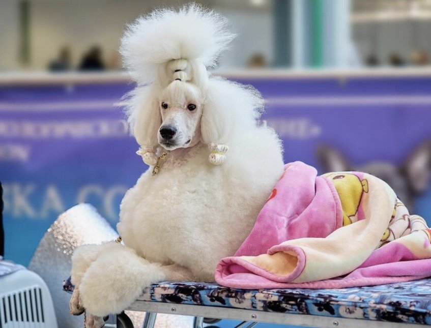 A person holding a poodle dog with elaborate grooming, with the dog's body and legs styled and decorated for a dog show.