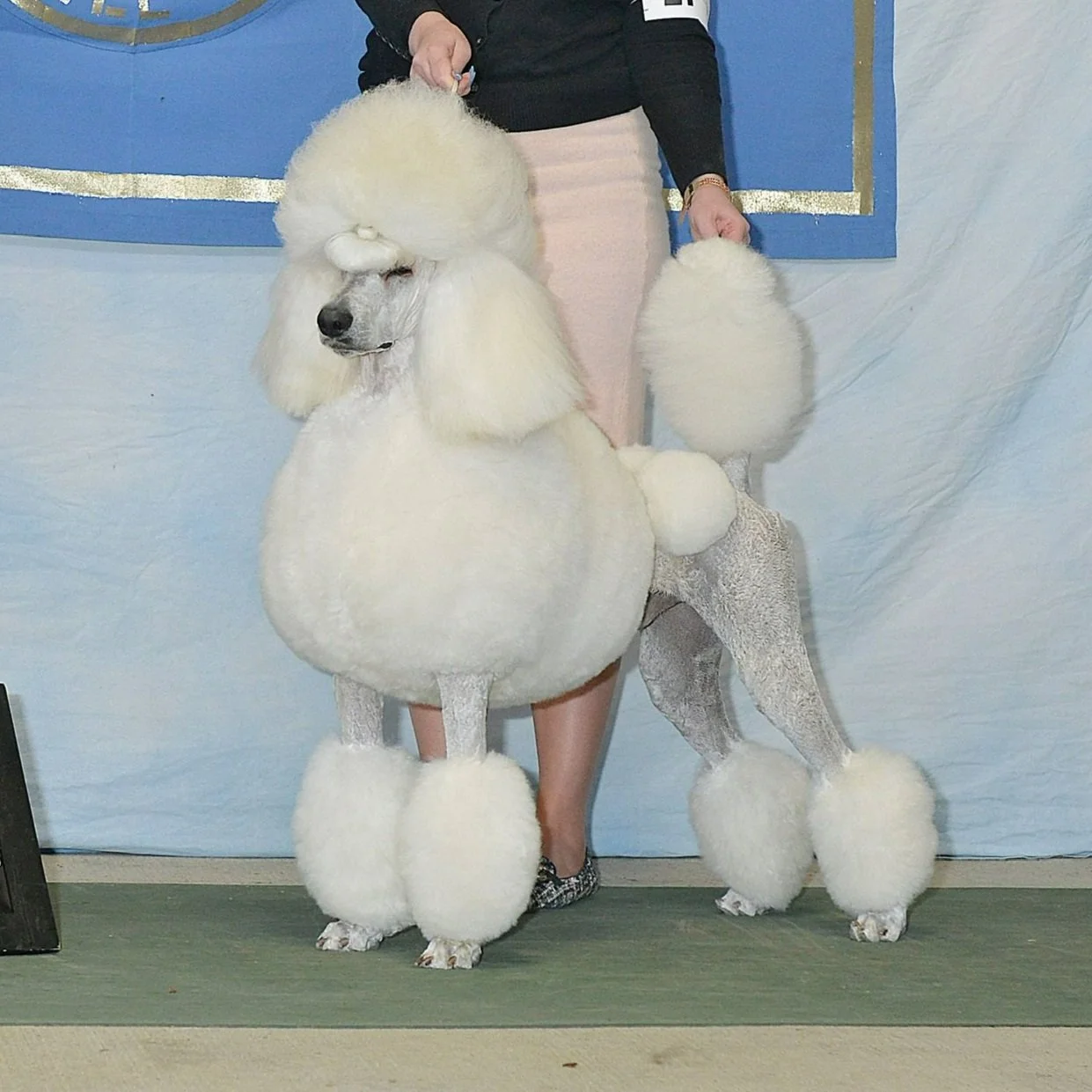 Standard Poodles Comprehensive Color, Size, and Pattern Guide — NCR ...