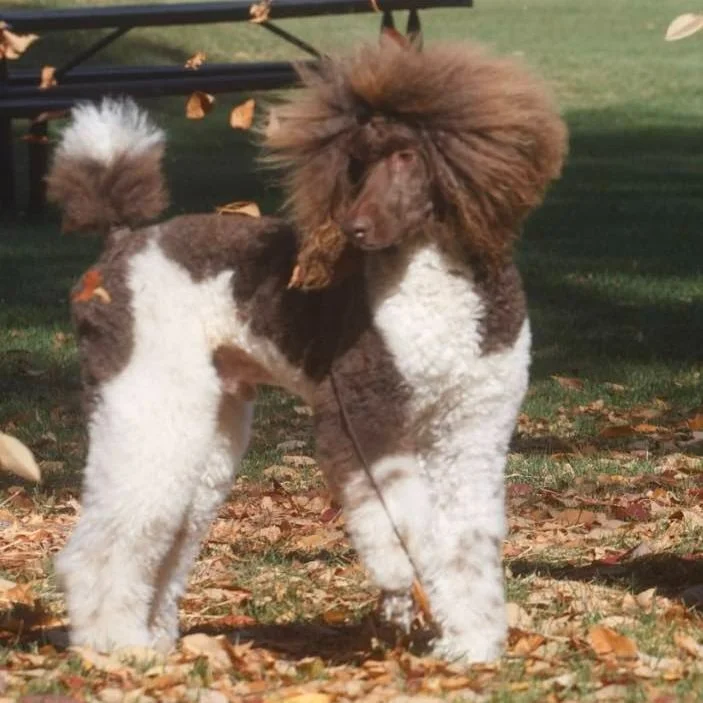 Standard Poodles Comprehensive Color, Size, and Pattern Guide — NCR ...
