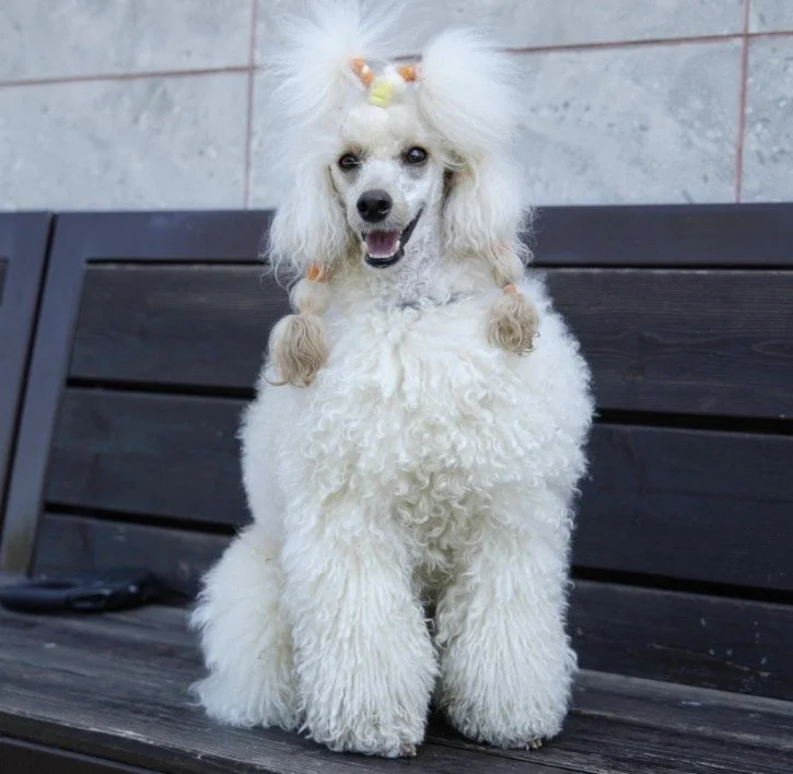 A woman is holding a white poodle dog with fluffy fur, standing on a blue table at a dog show. There is a red sign indicating the dog is a winner and champion from the Poodle Club of Alabama, Inc., October 2023.