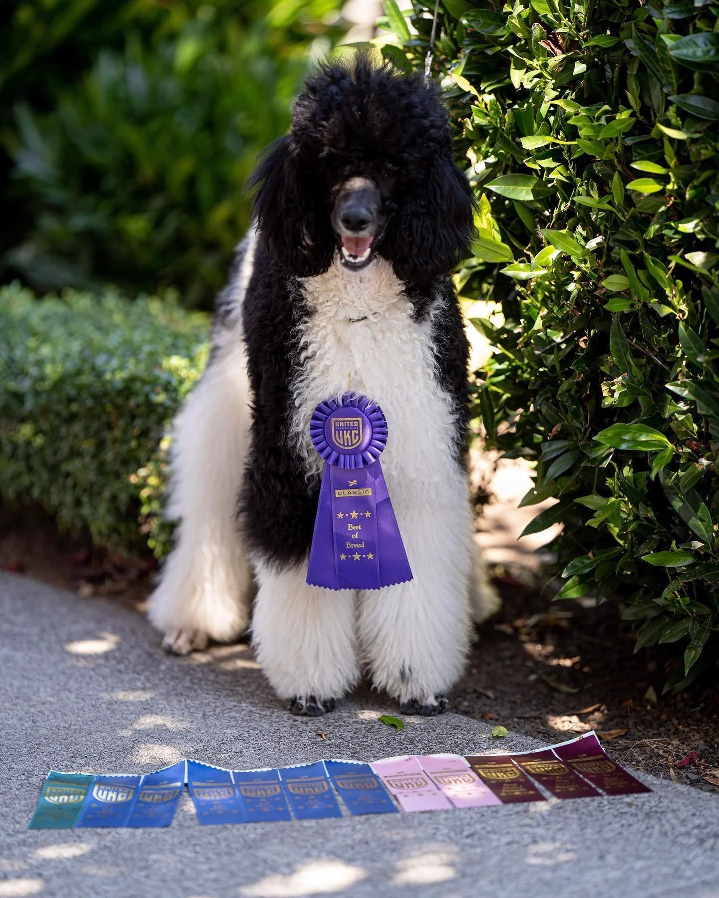 Champion Parti Poodle