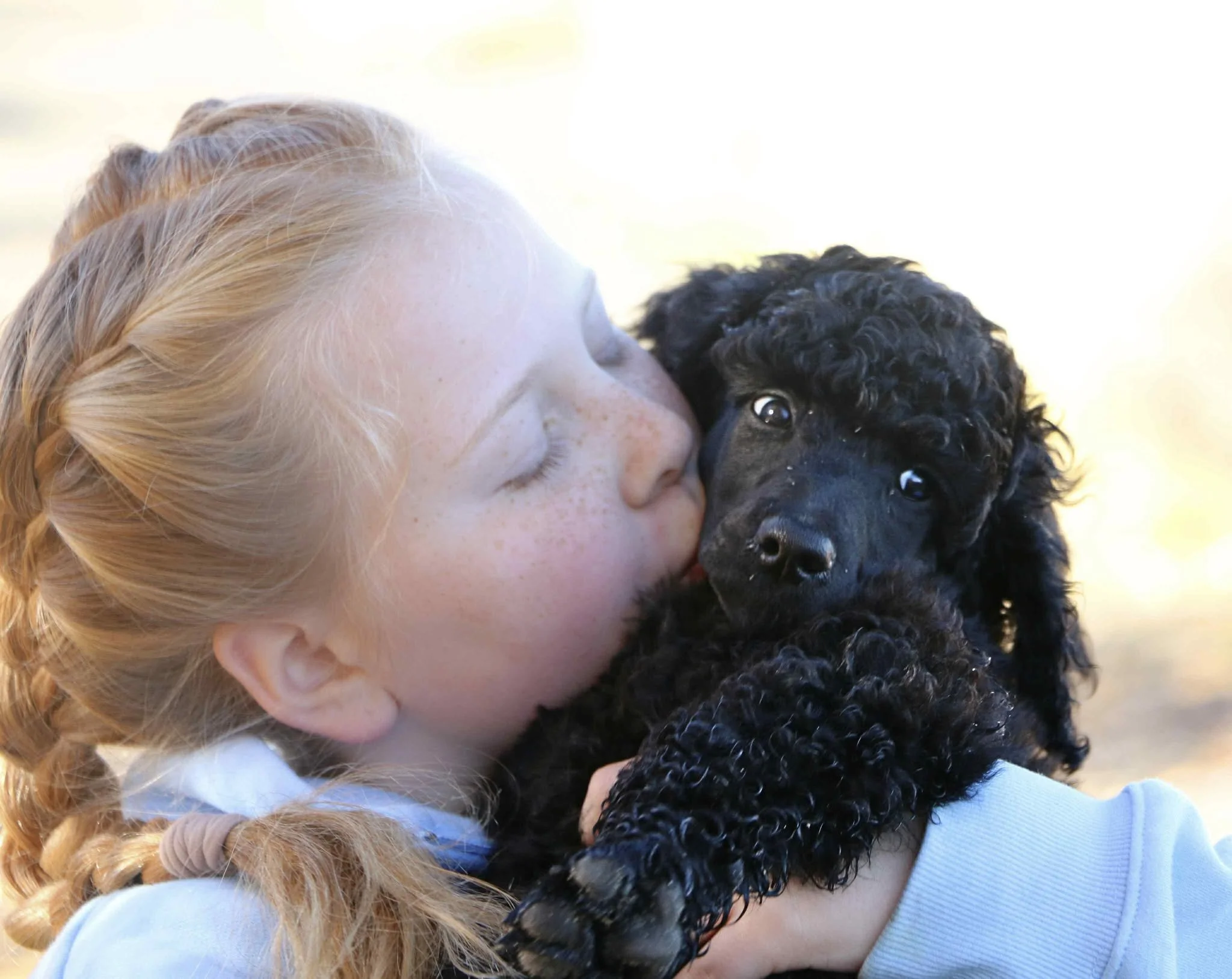 Black Standard Poodle