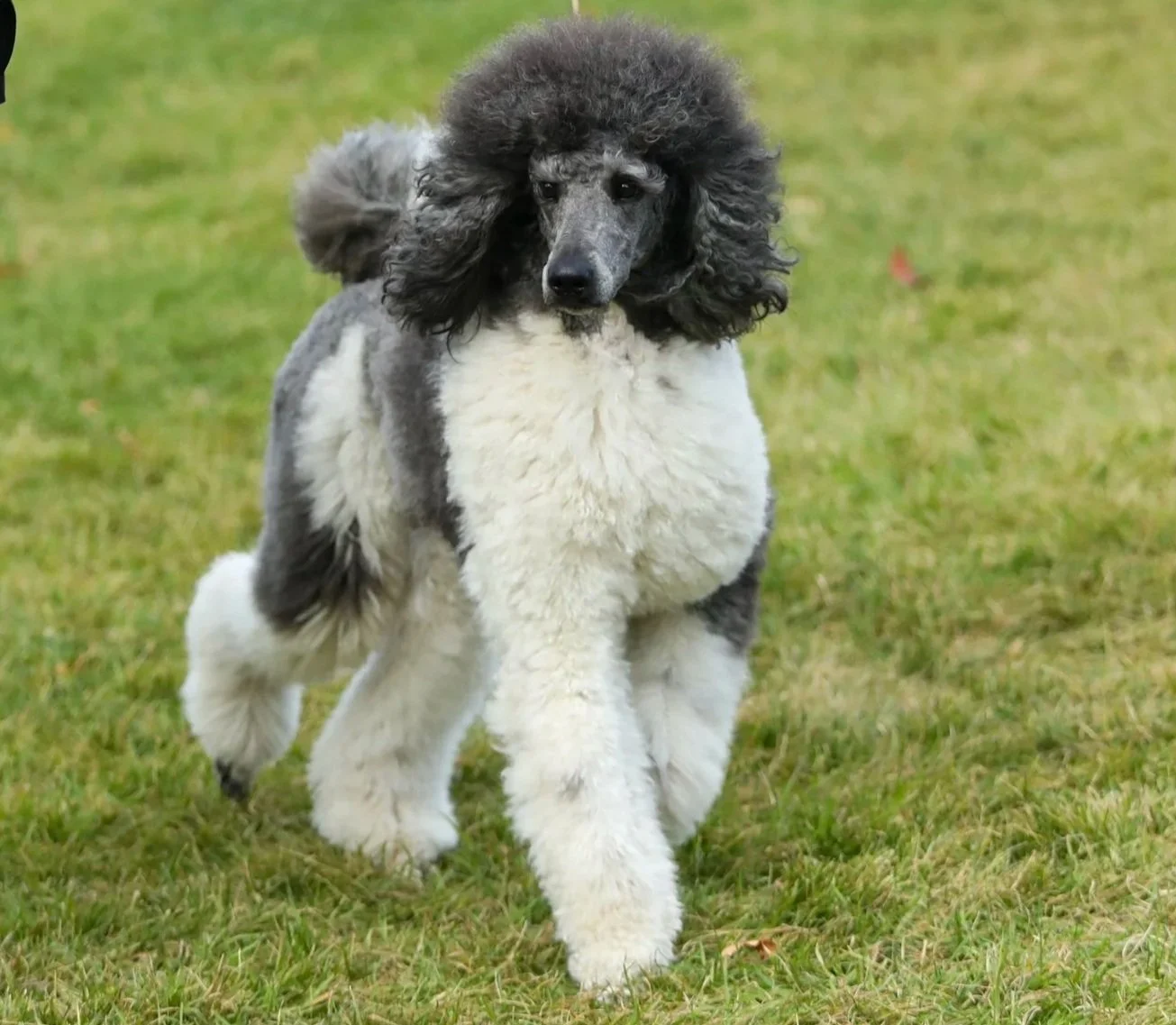 Champion Parti Poodle
