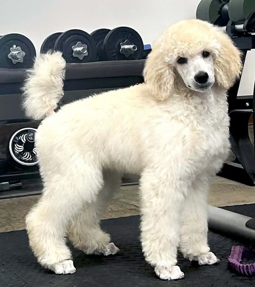 Standard Poodle