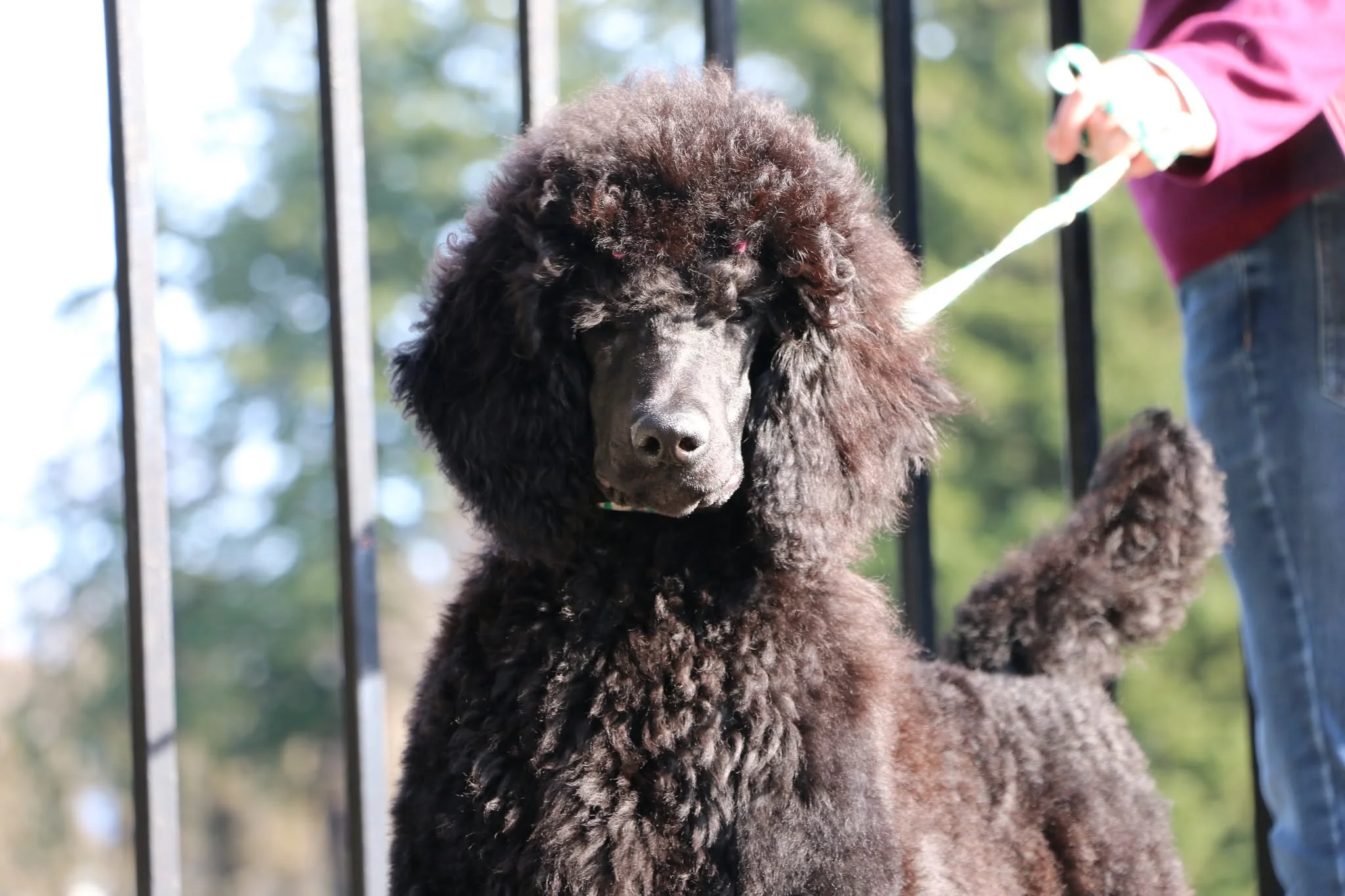 Poodle breeder Washington state