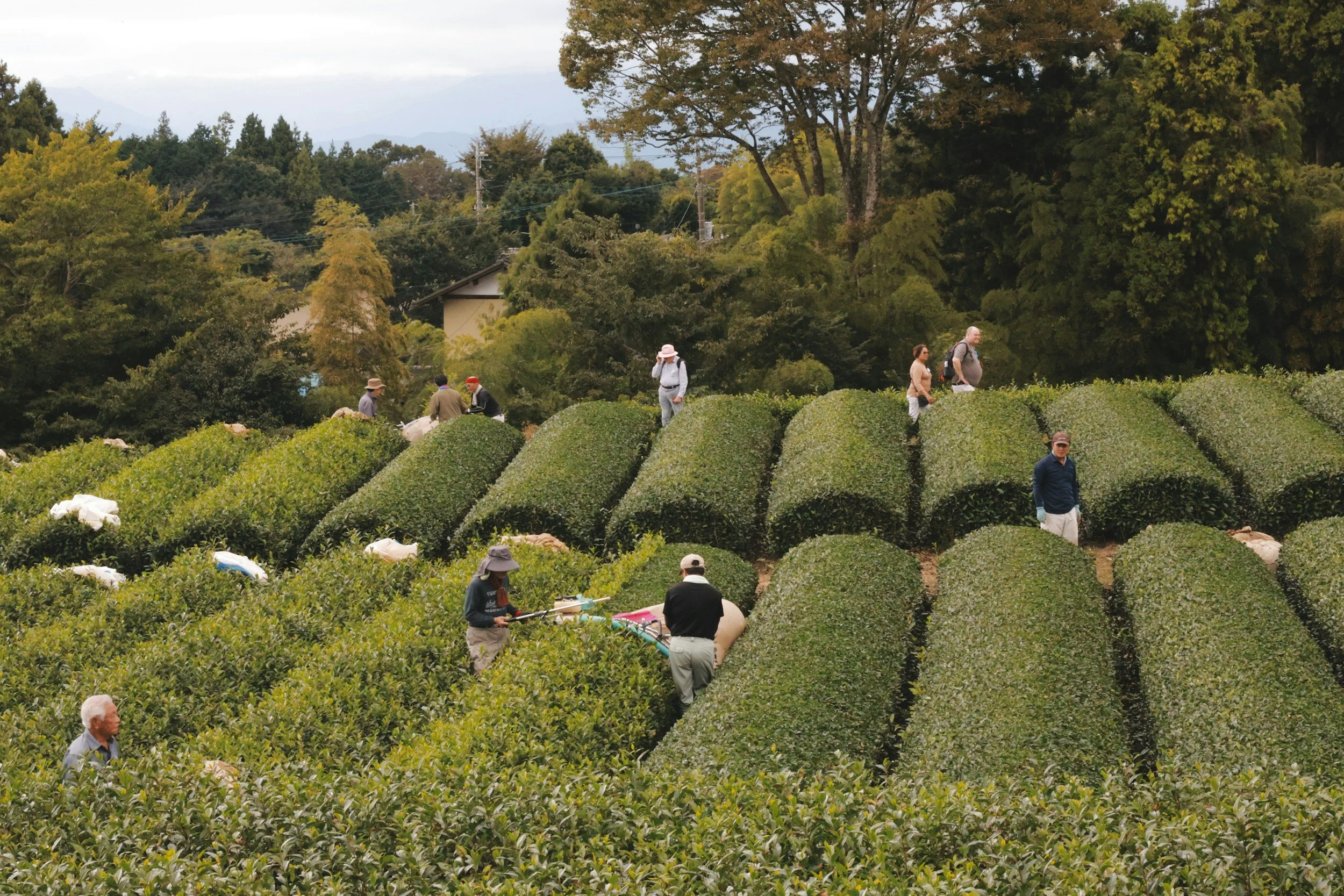 The Matcha Harvest Calendar: Shincha, Ichibancha and Why First Flush Matters