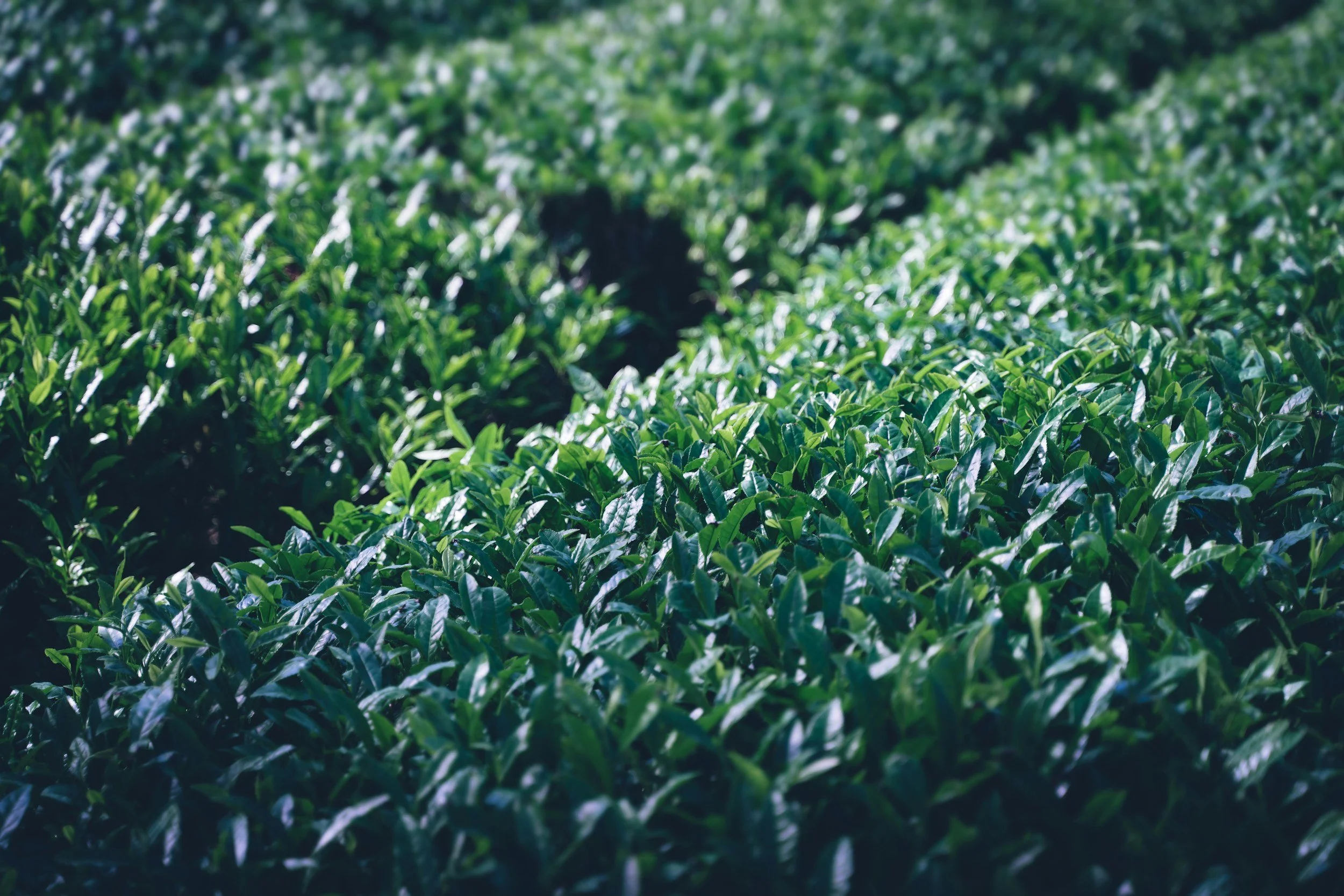 Uji, Nishio, Shizuoka, Yame and Kagoshima: Japan’s Matcha Regions Explained