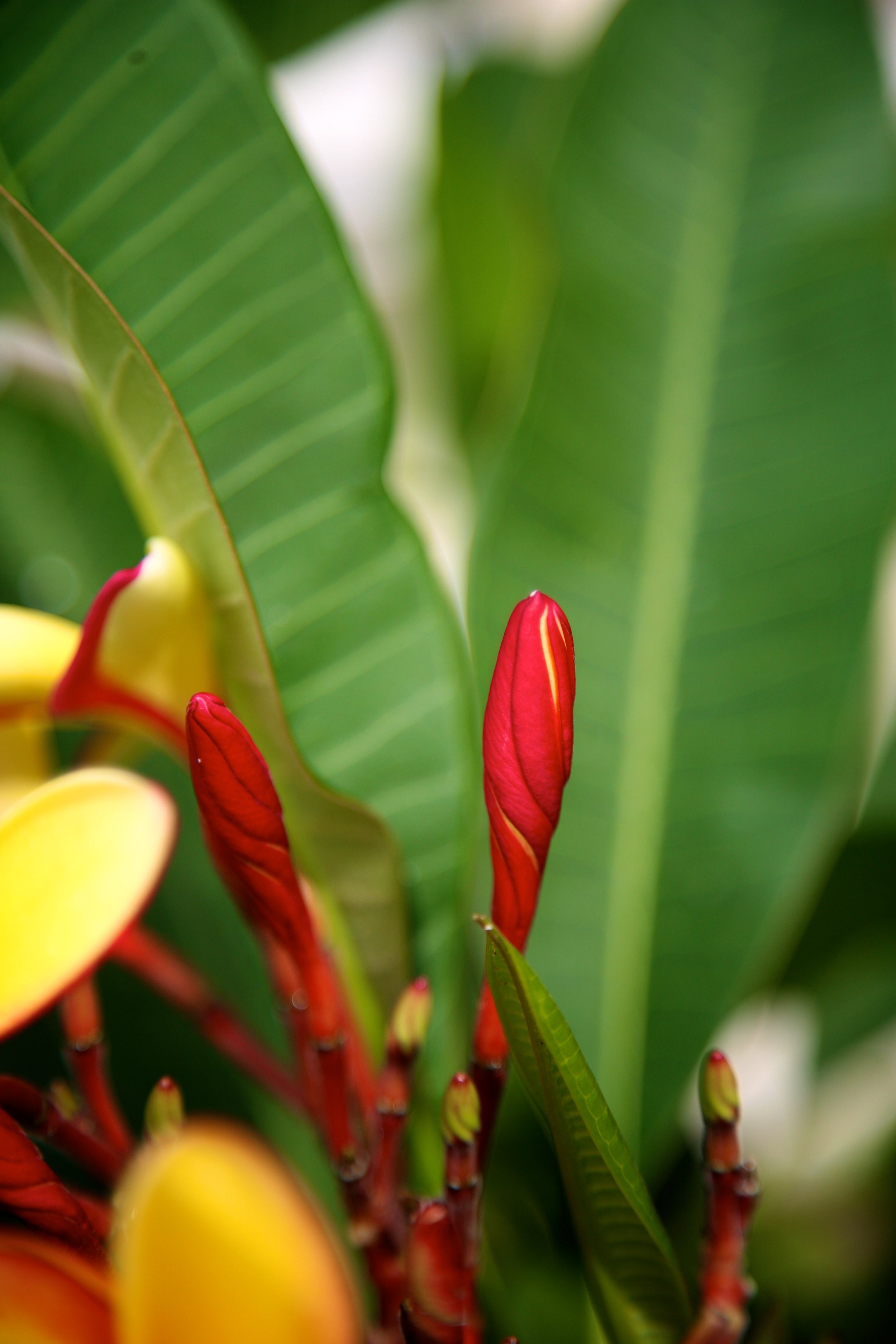 OurGarden-Plumeria.jpeg