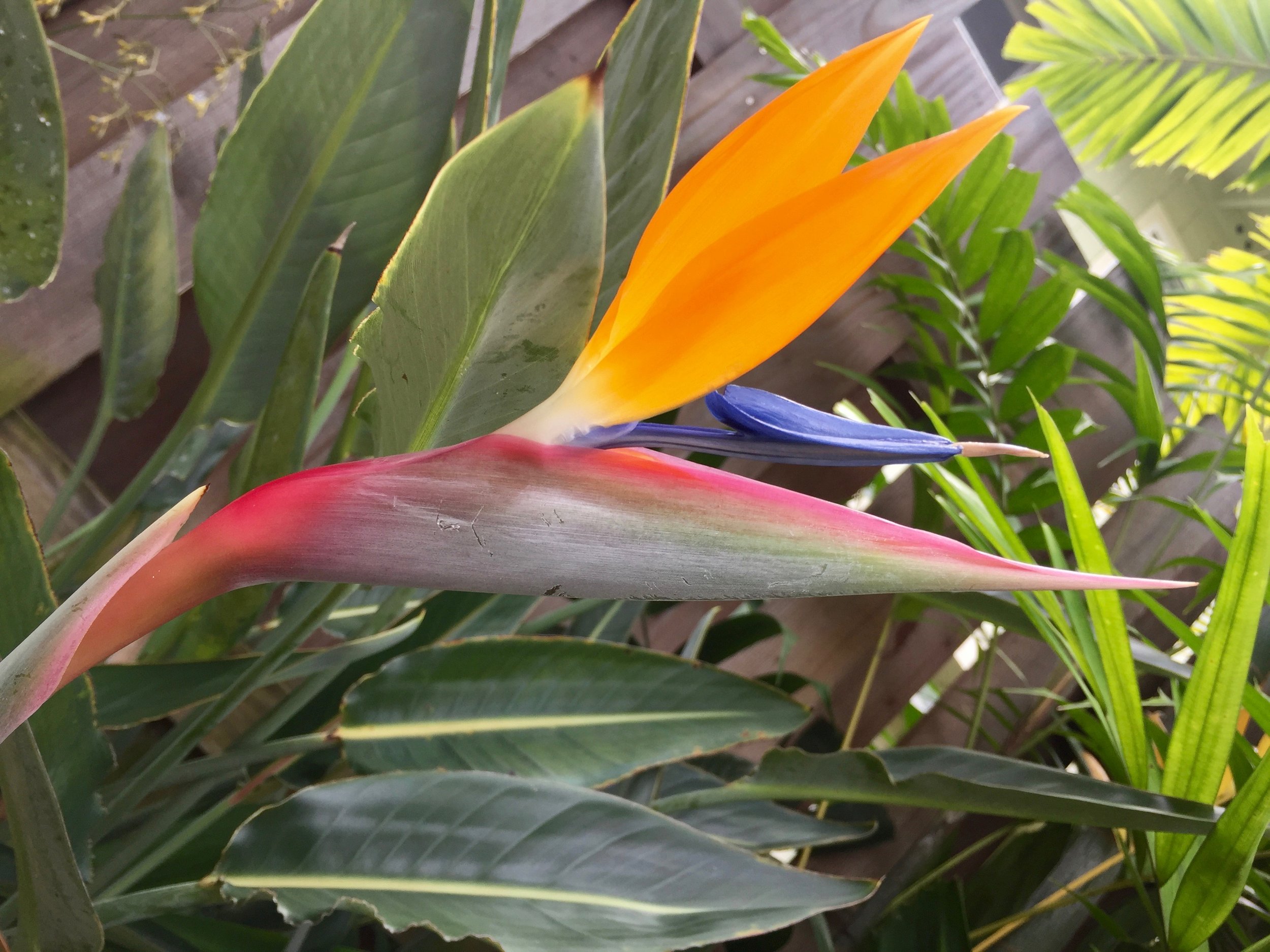 OurGarden-BirdofParadise.jpg
