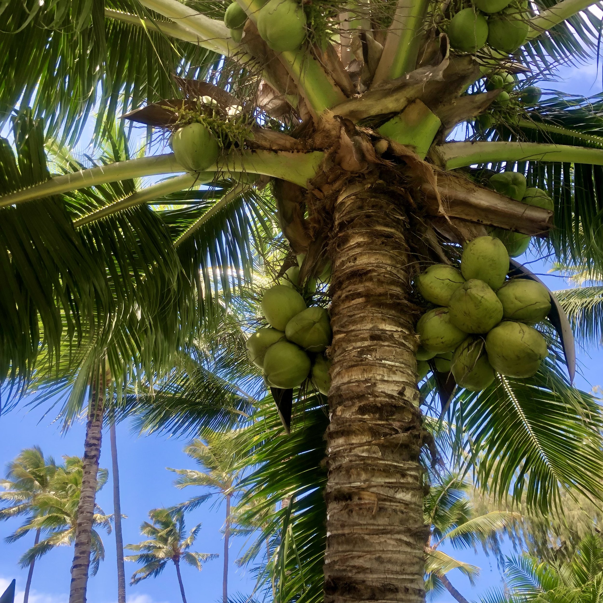 OurGarden-CoconutPalm.jpeg