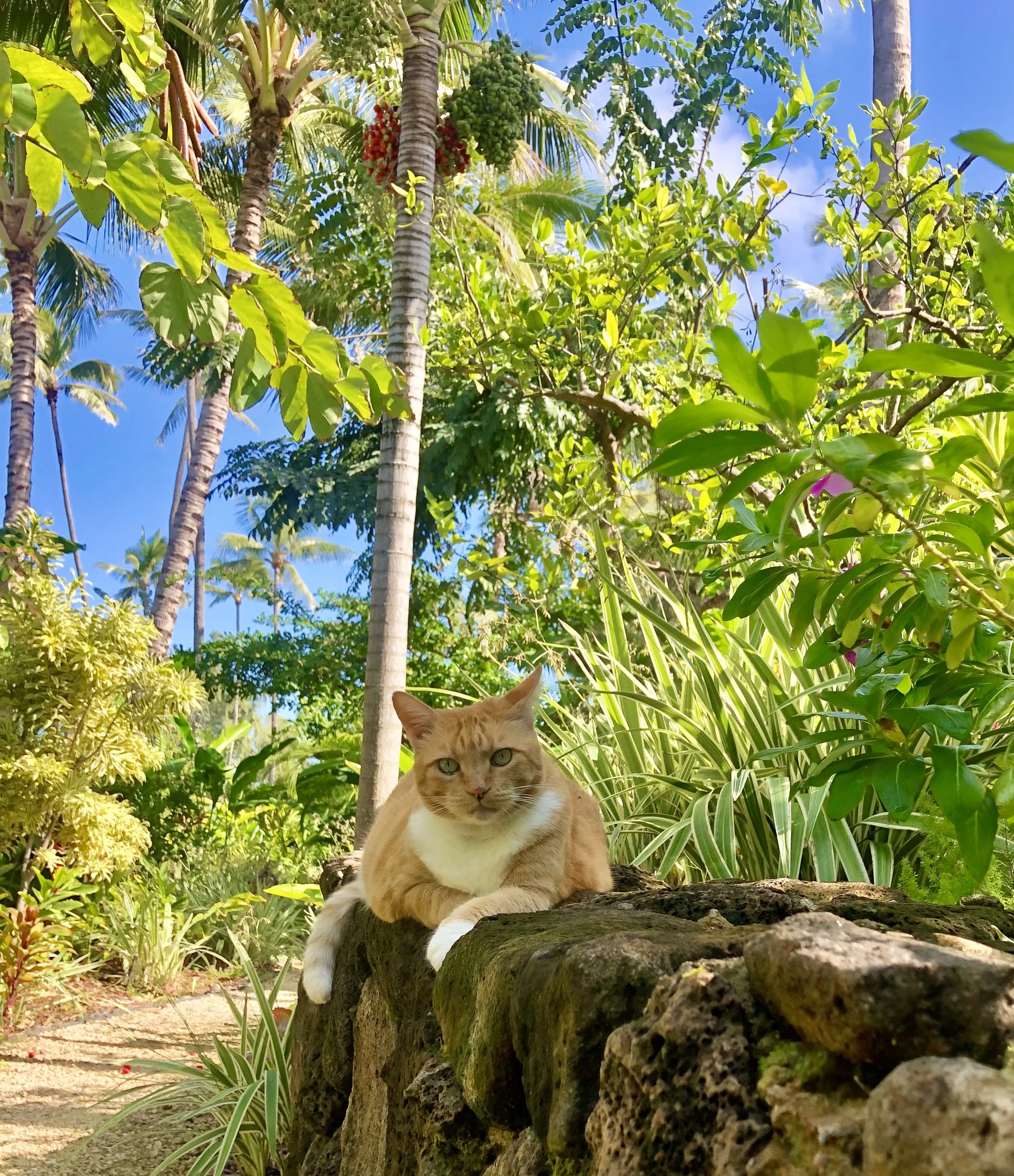 **Magical Creatures Abound.jpeg