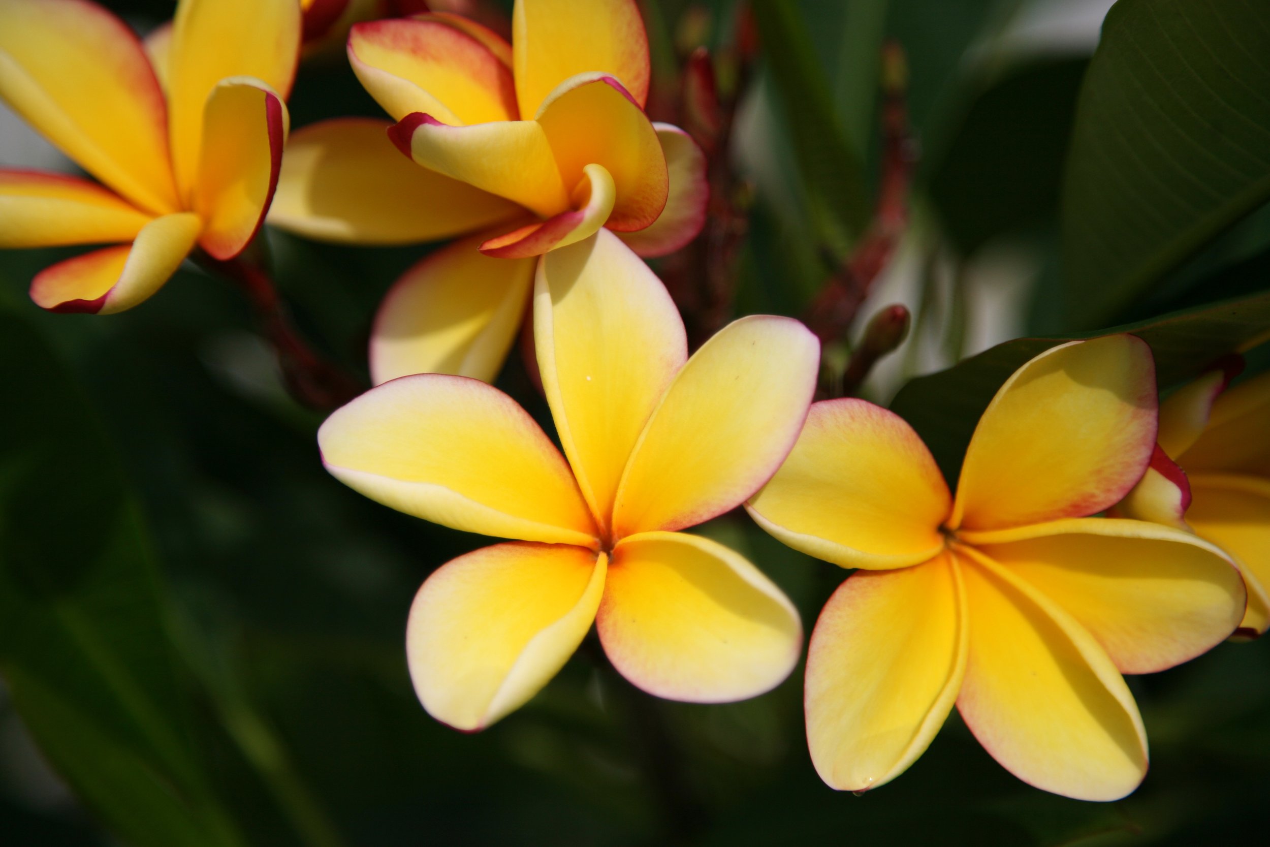 OurGardenPlumeria2.jpeg