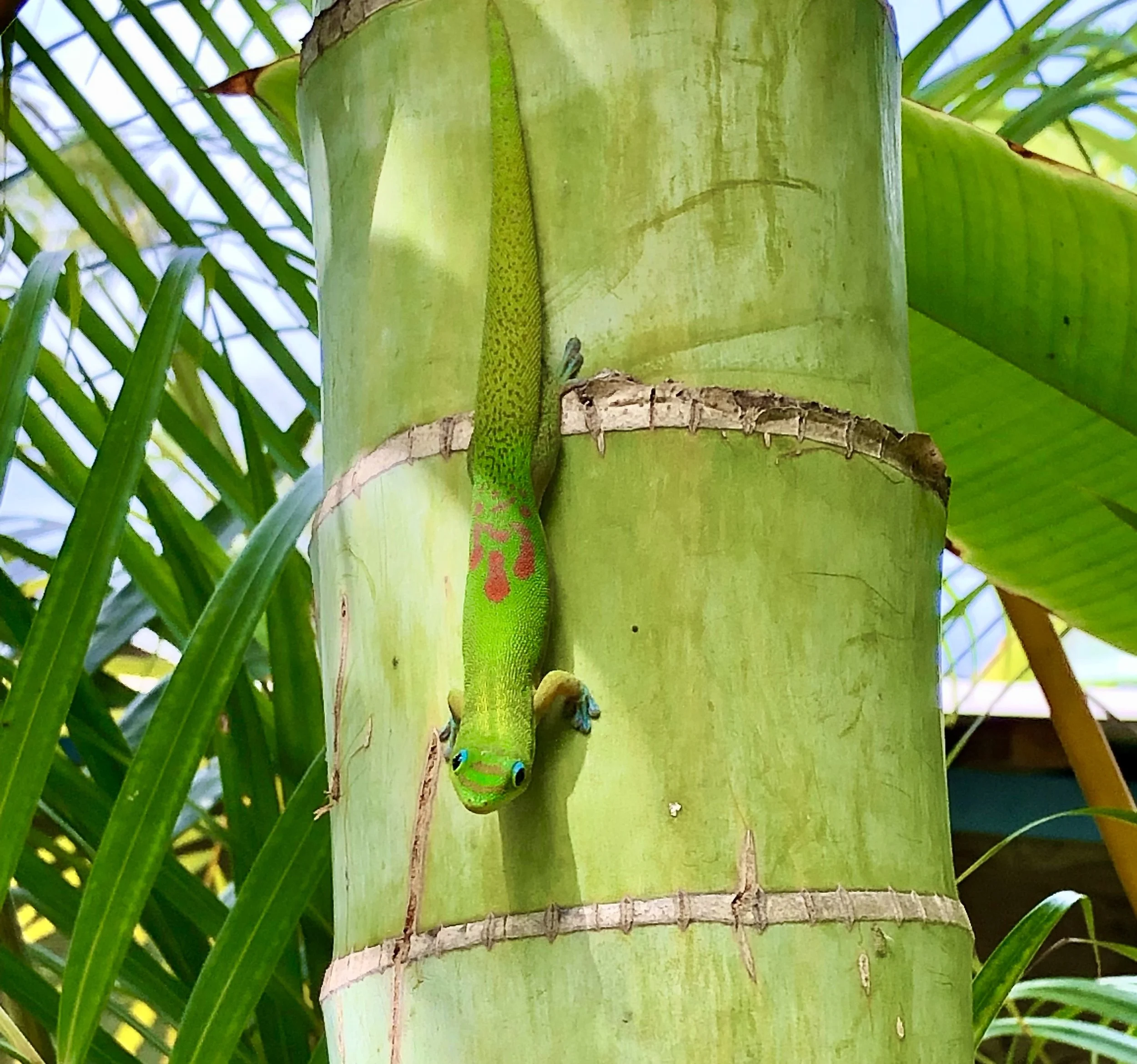 Magical Creatures.jpeg