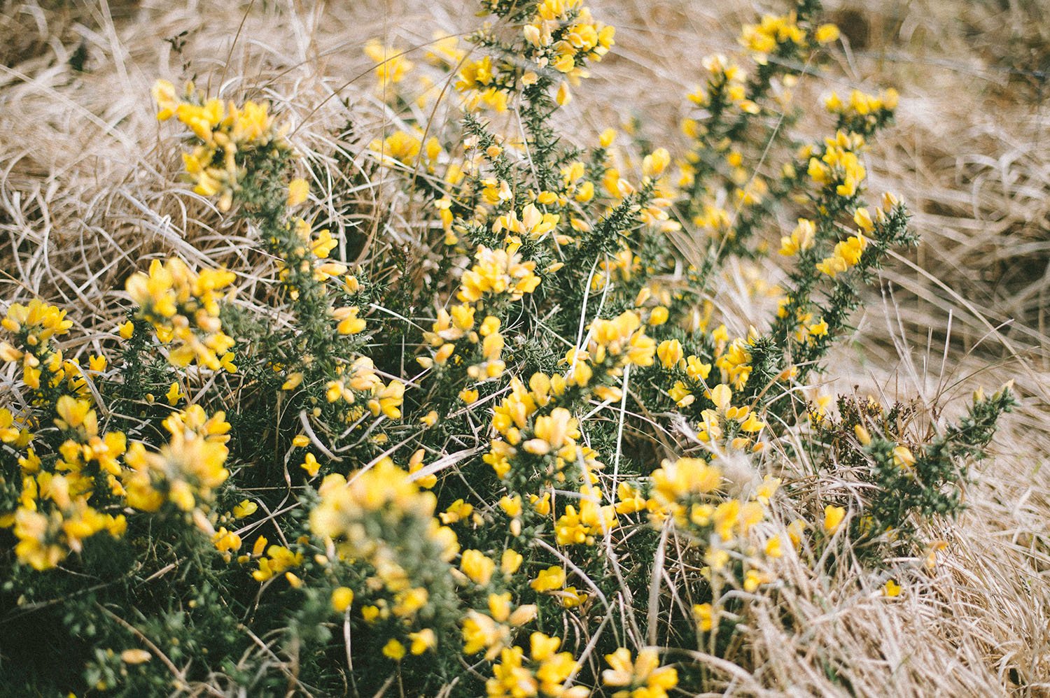 Gorse.jpg