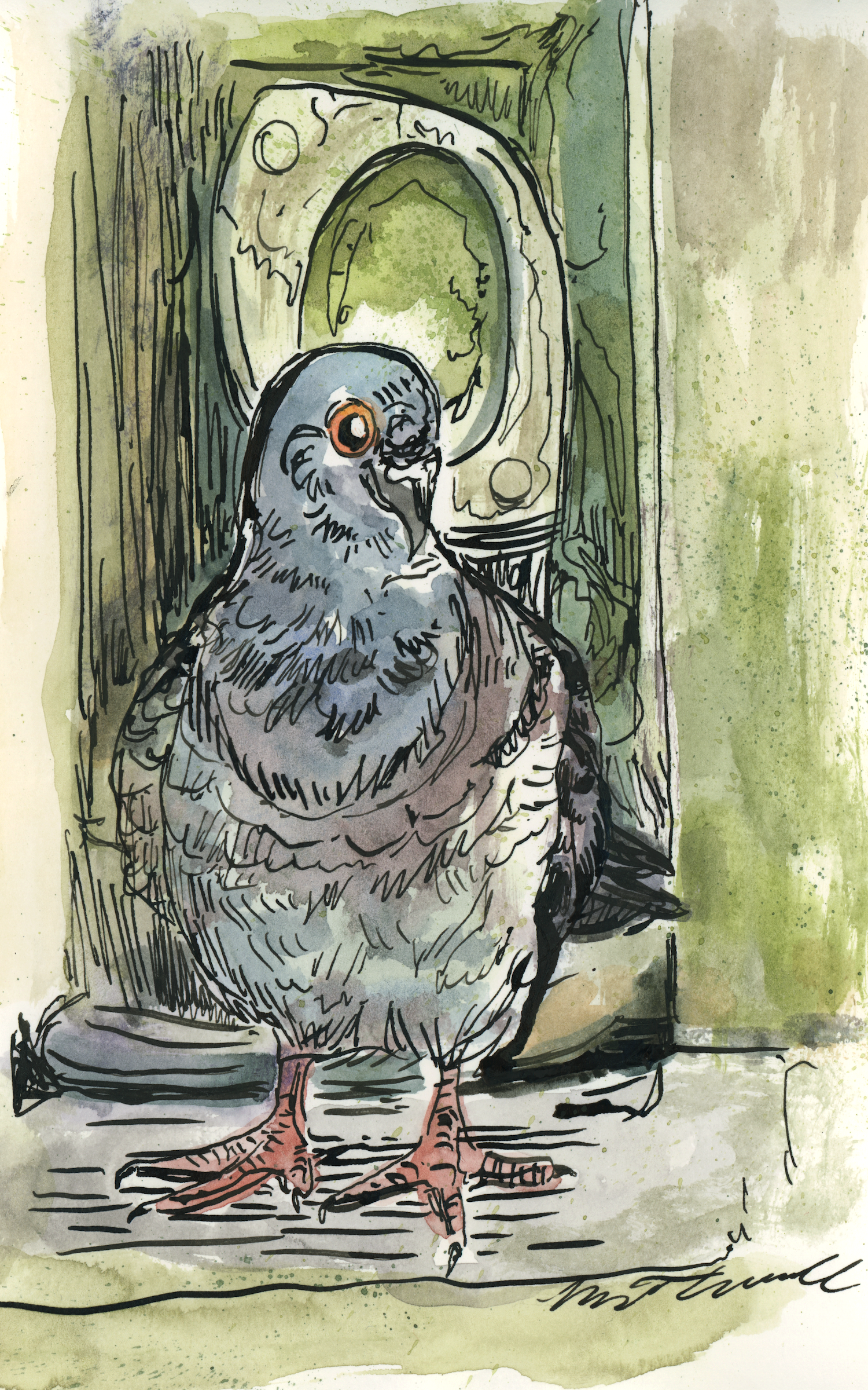 A Pigeon