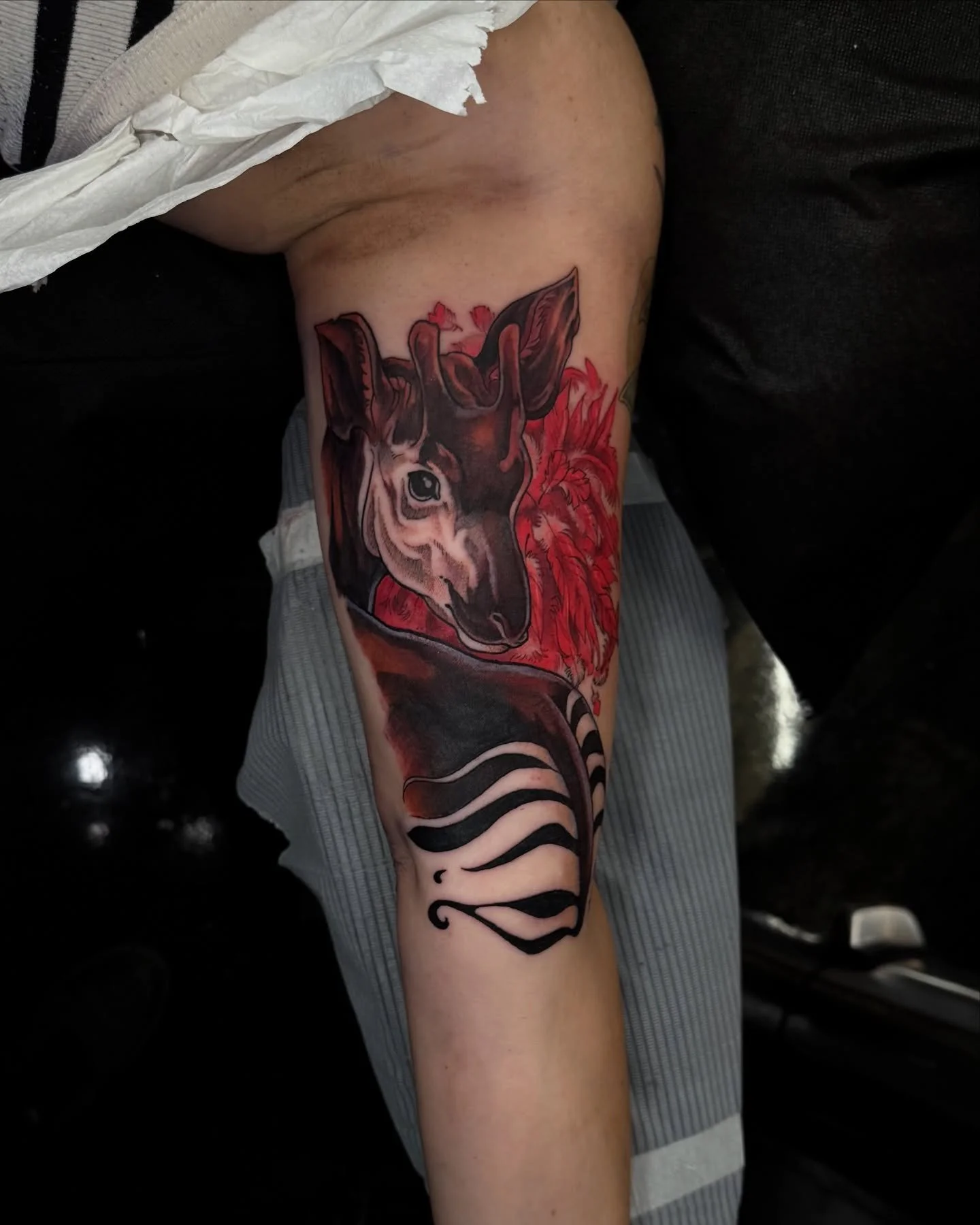 okapi for mary! we have a little soft edge to the side so we can add an african grey parrot in the future 🦜 #okapi #armtattoo #colourtattoo #illustrative
