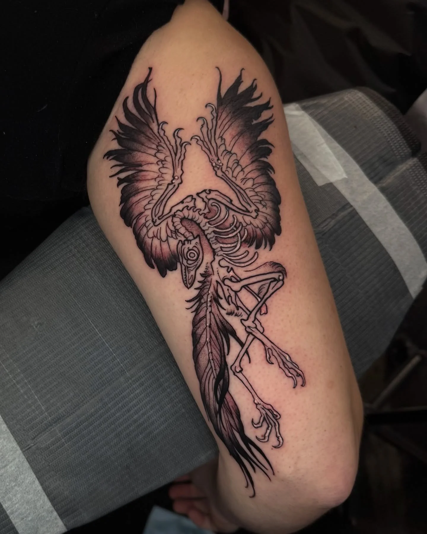 lil archeopteryx action, rescheduled from the ice storm, then scheduled for a cancellation. life finds a way, i guess! also really makes me want to do a huge archeopteryx piece when my books open&hellip; which is may&hellip; fyi&hellip; (the pose for