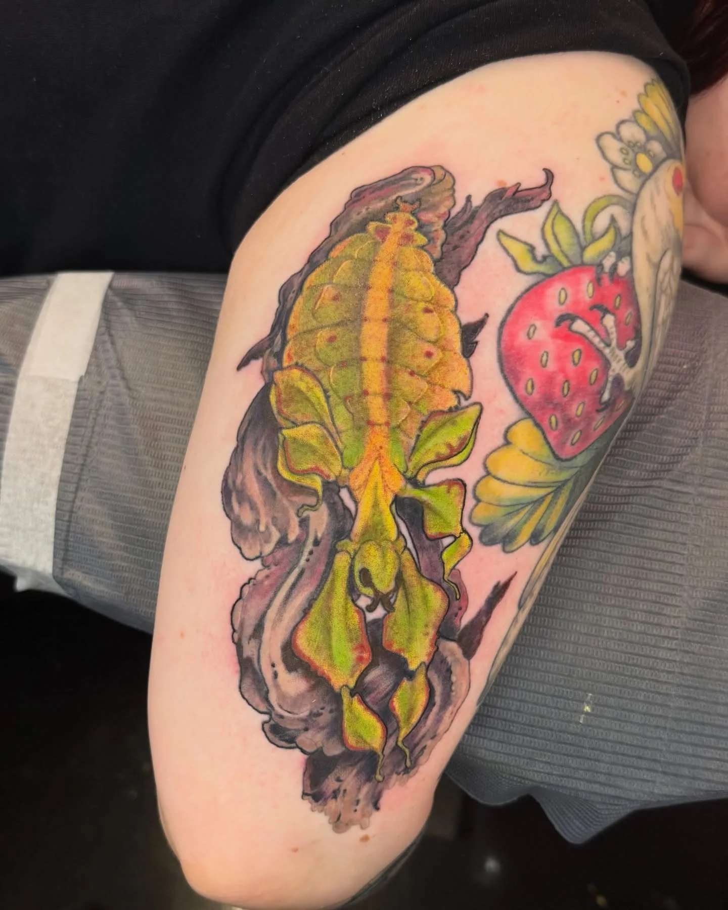 a leaf? a bug? technically neither, it&rsquo;s a leaf insect. but using &ldquo;bug&rdquo; to refer to insects &amp; arthropods as a whole is an accepted colloquial term even though it&rsquo;s meant to refer only to insects in the order hemiptera, lik