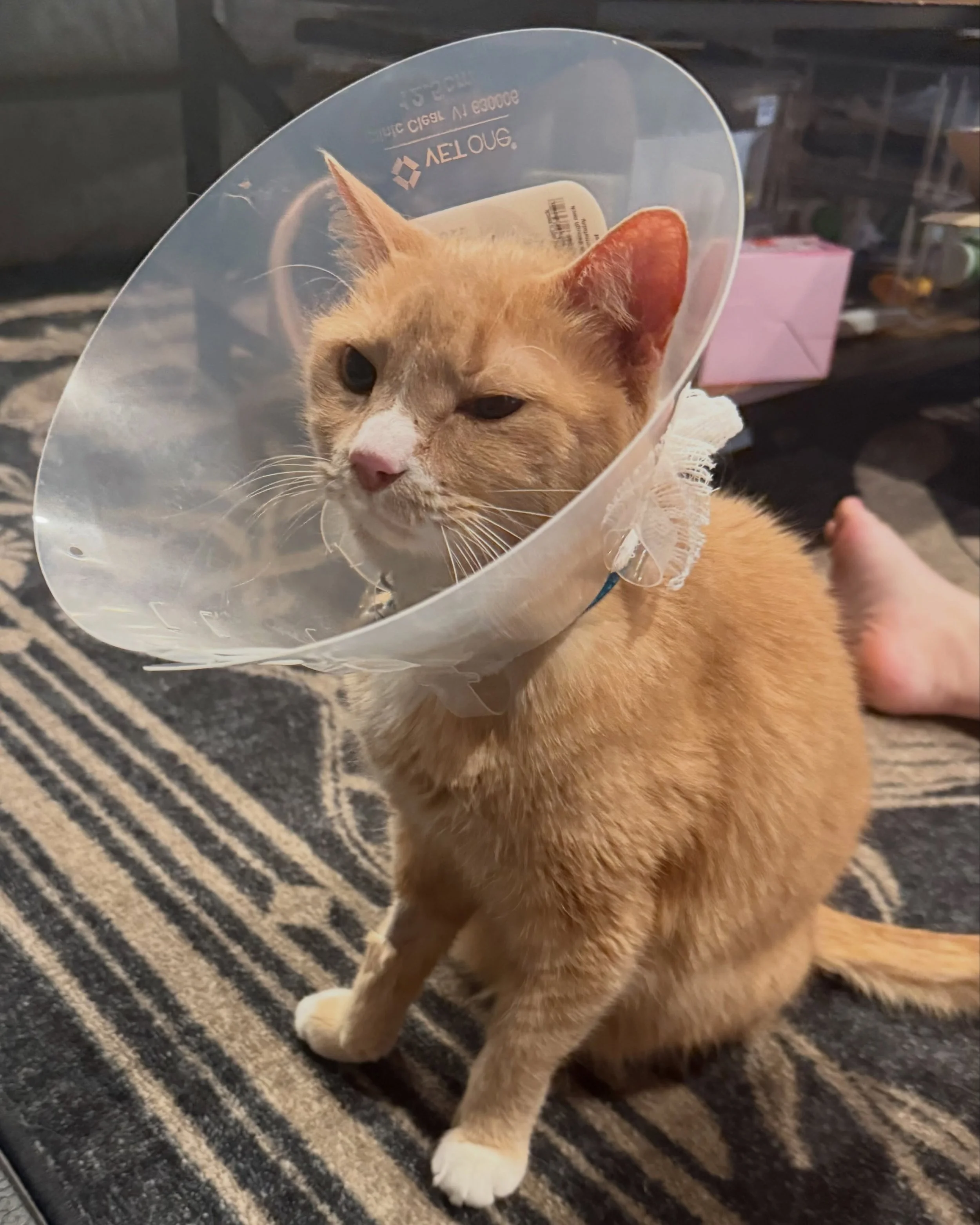 it&rsquo;s my birthday! i have a bleeding disorder but instead of hemorrhaging blood this summer, im actually hemorrhaging money bc of multiple surgeries (and the anti bleeding treatments) &amp; also my cats having surgery &amp; heart disease, etc&he
