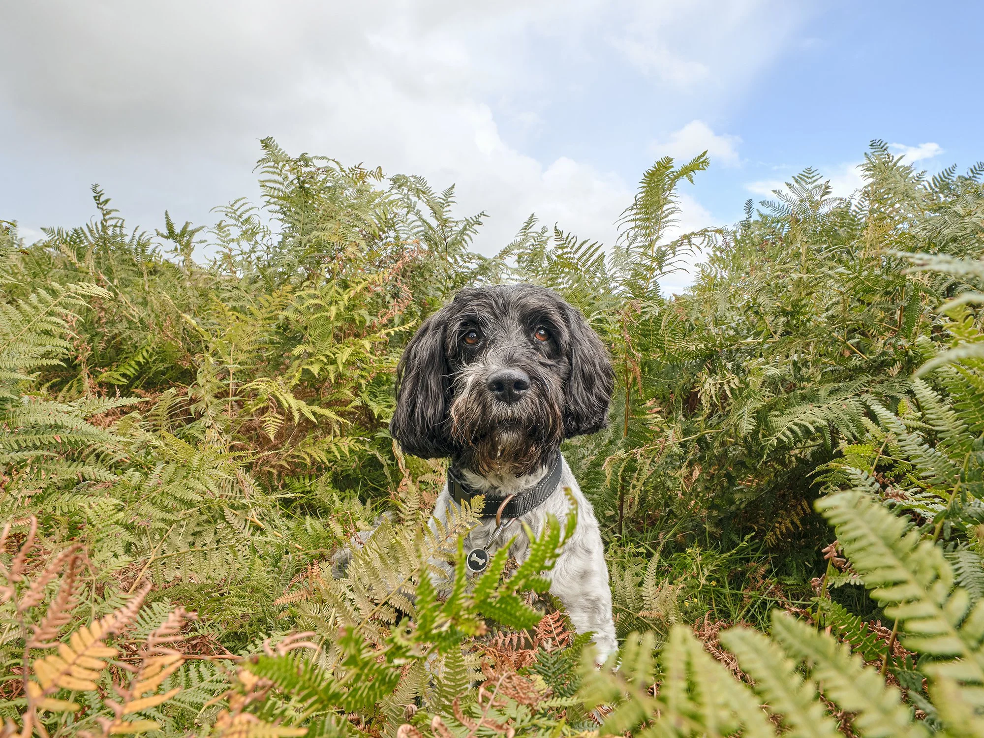 Black and white dog sitting in a green fern field on a cloudy day.