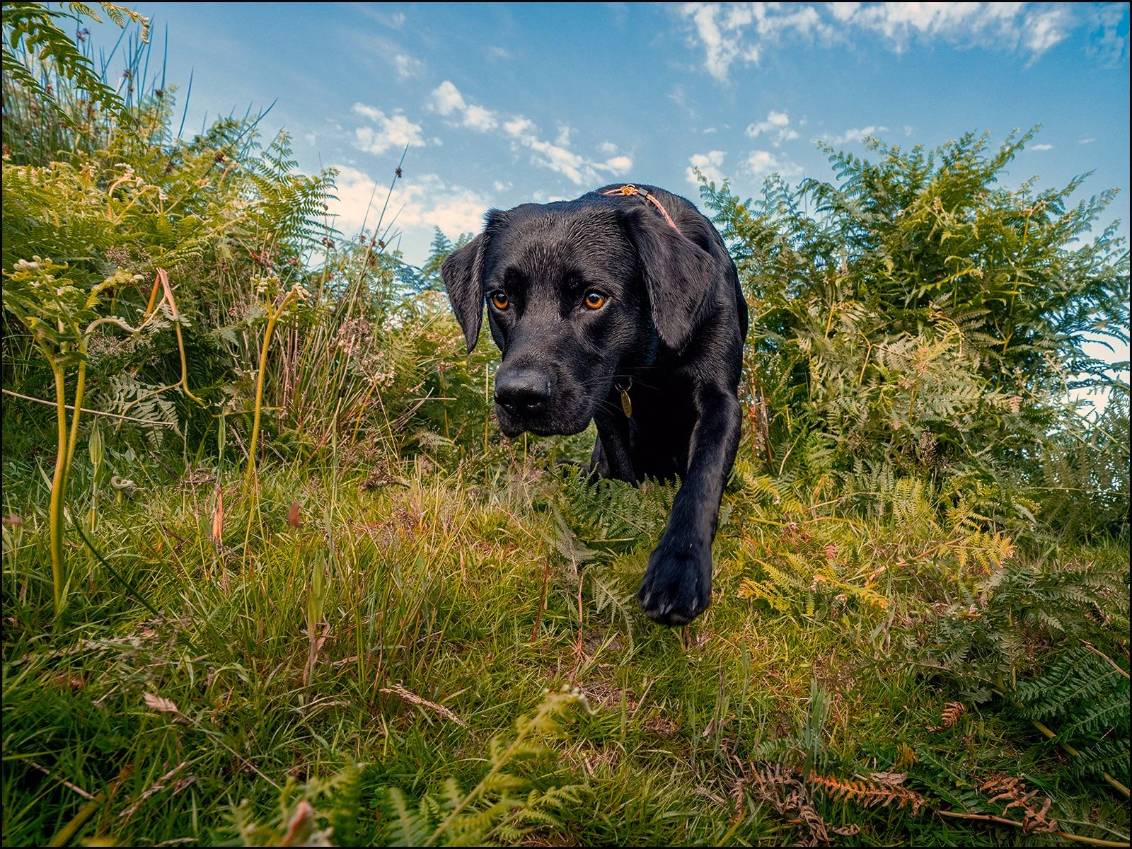A black Labrador retriever puppy walking through tall grass and ferns outdoors under a partly cloudy sky.