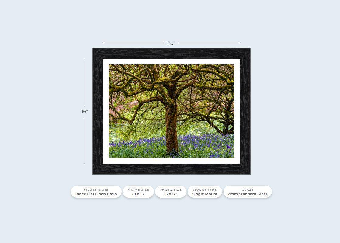 Bluebells and Tree Black.jpg