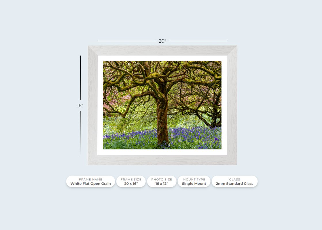 Bluebells and Tree white.jpg