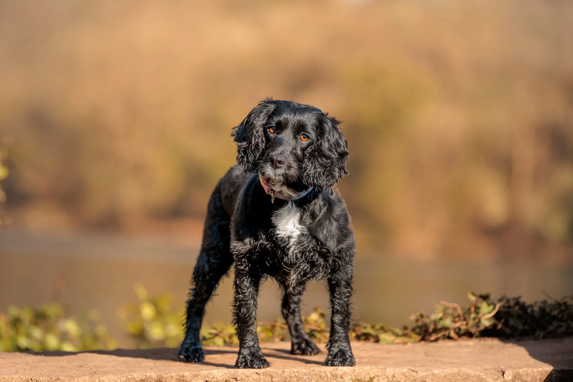 Dog Photography at Radford Park | MJC Photography Plymouth