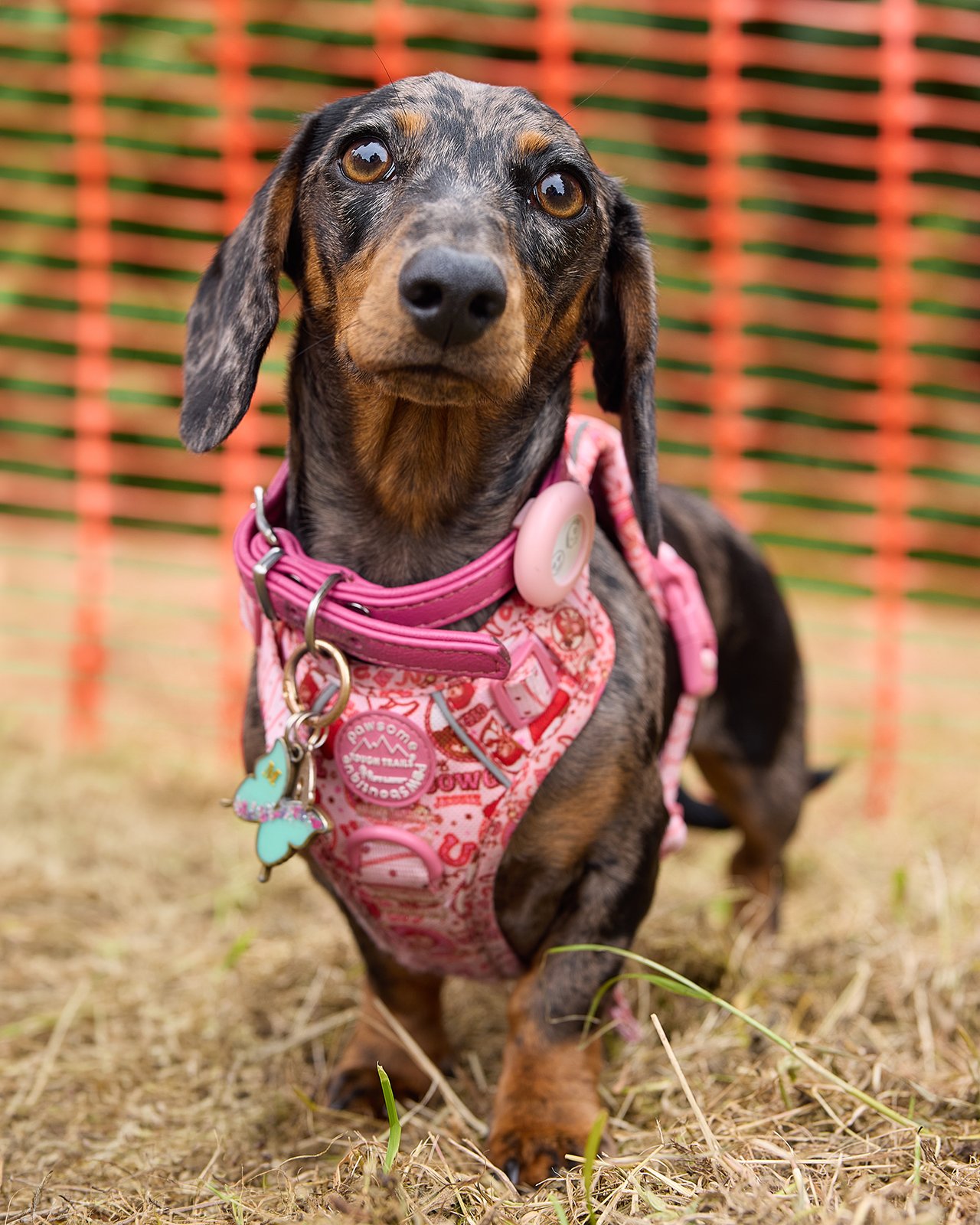 The Great British Heatwave (and Other Dog Show Catastrophes) at Plympton Castle Green