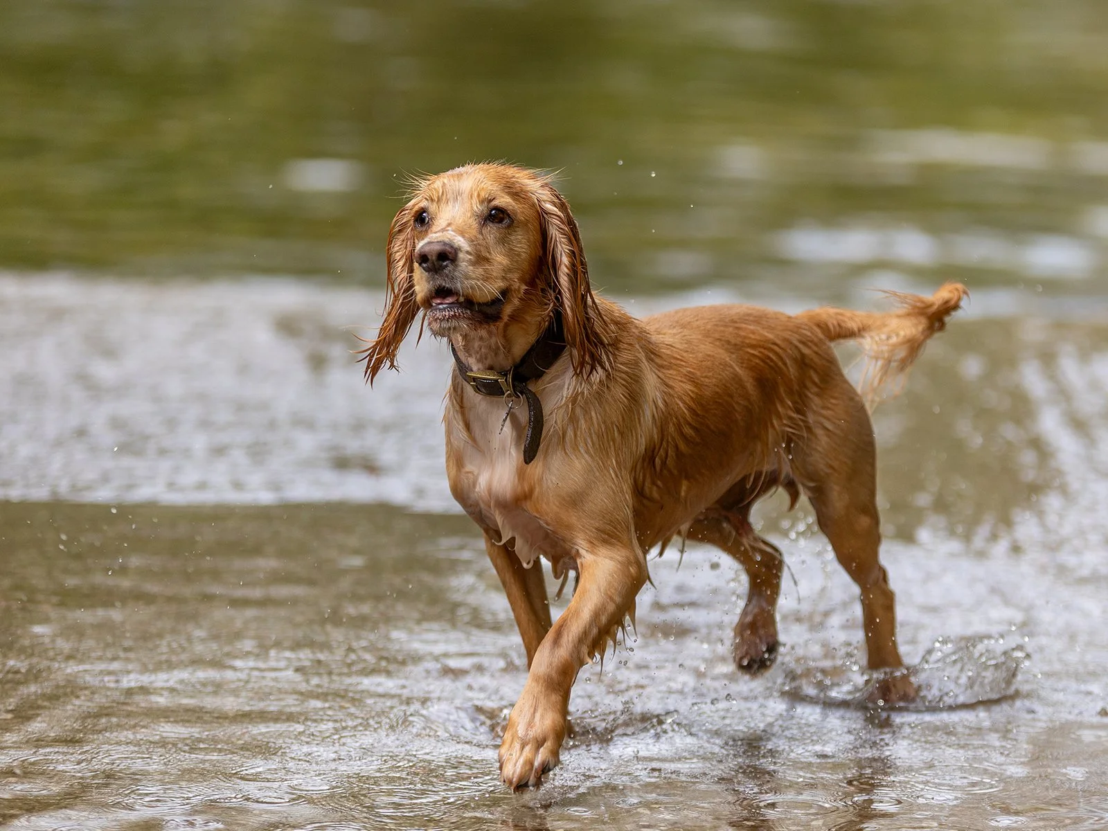 Outdoor, professional pet portrait in Plymouth. 