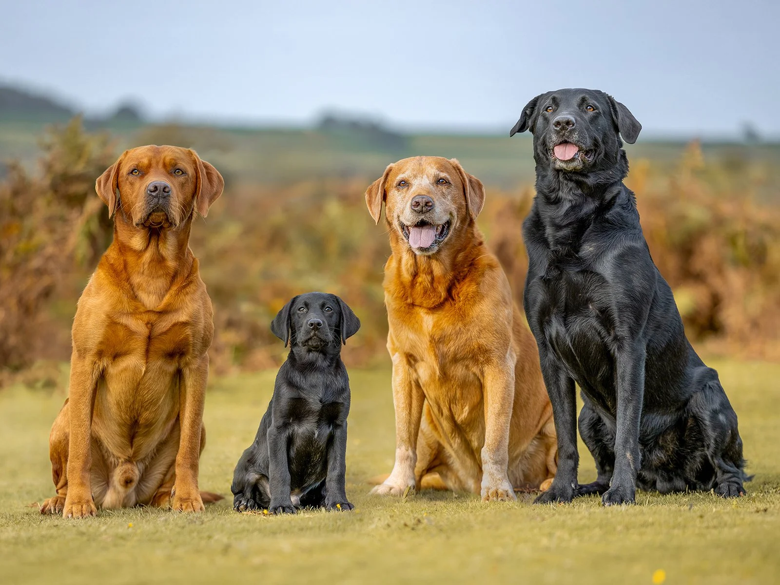 Outdoor, professional pet portrait on Dartmoor. 