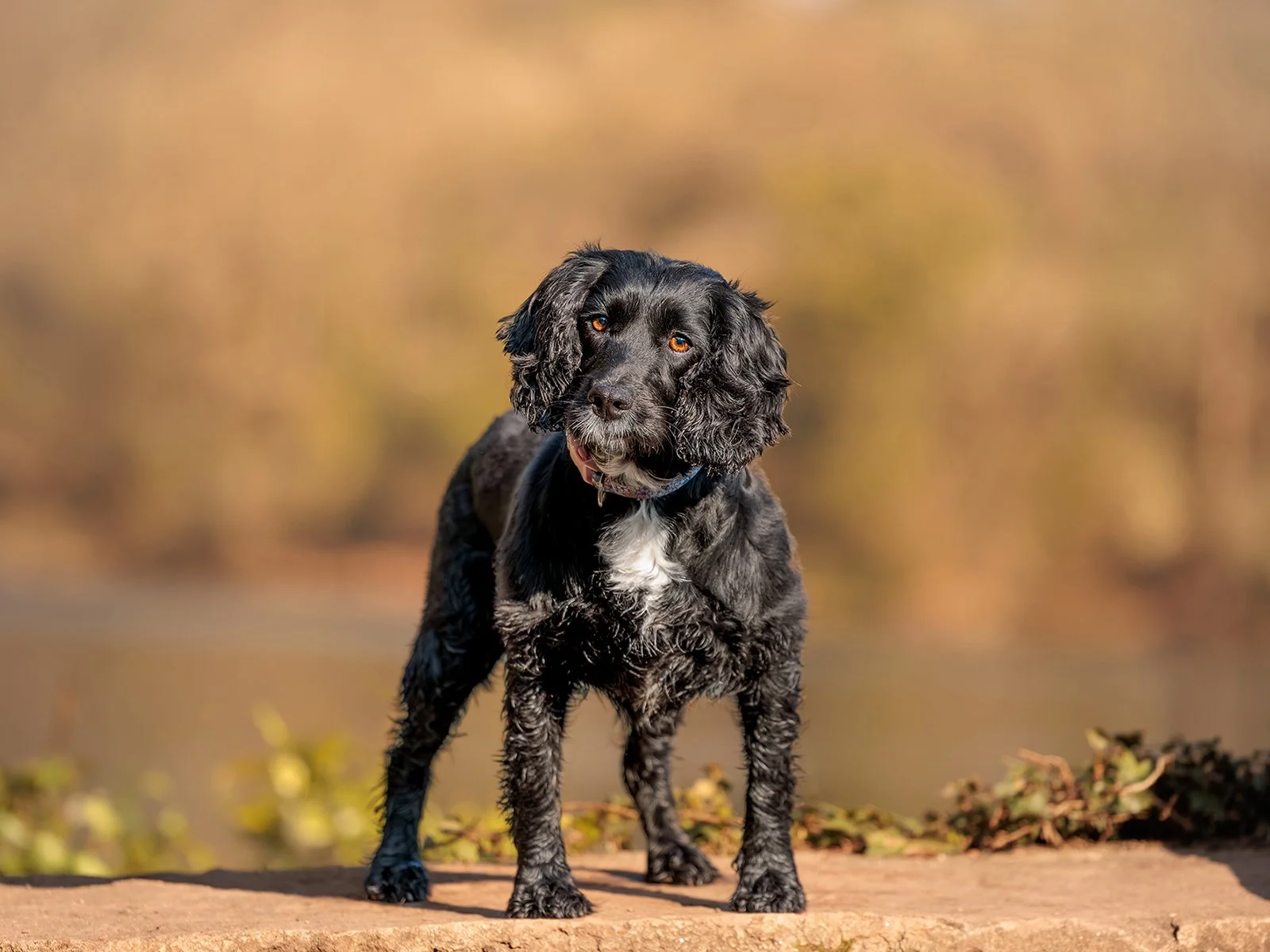 Outdoor, professional pet portrait