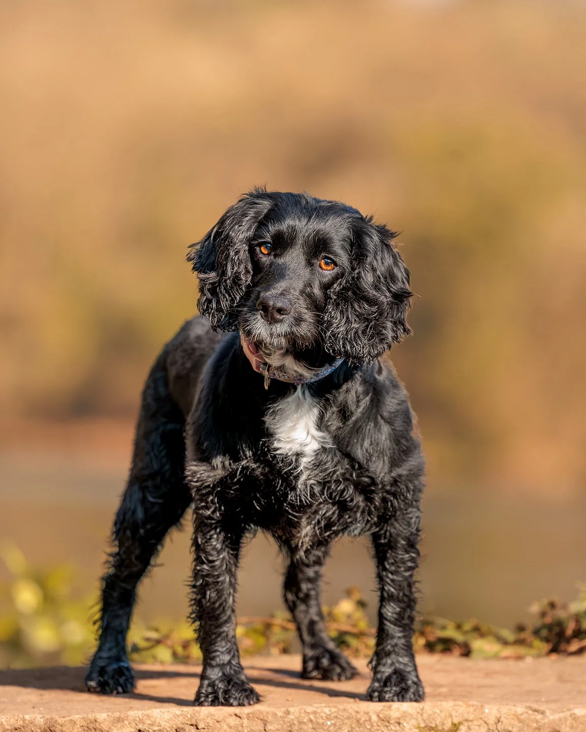 Professional pet portrait by MJC Photography: Close-up of a black Spaniel with amber eyes and wet fur, featuring signature MJC Photography golden hour bokeh.