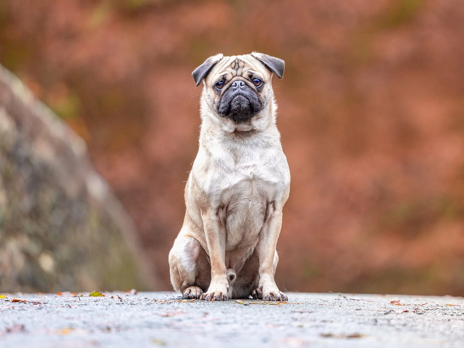 Outdoor, professional pet portrait on Dartmoor