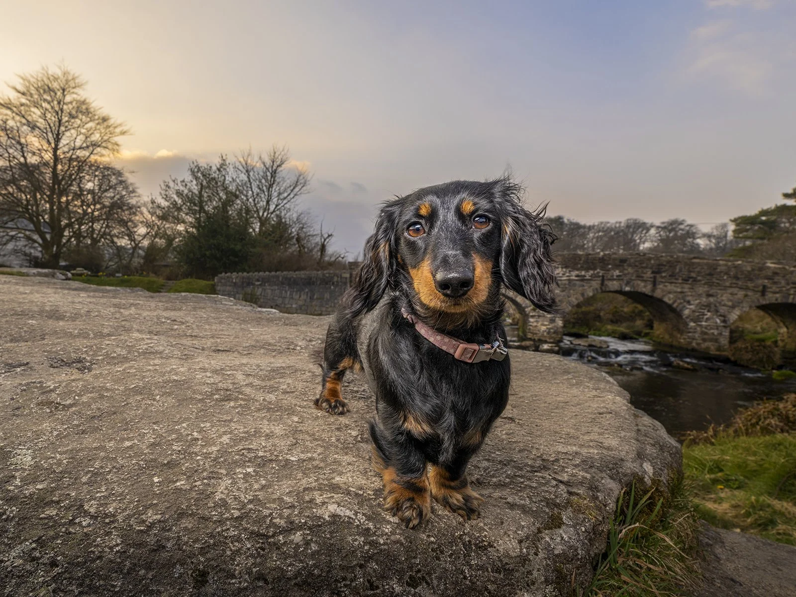 Outdoor, professional pet portrait on Dartmoor
