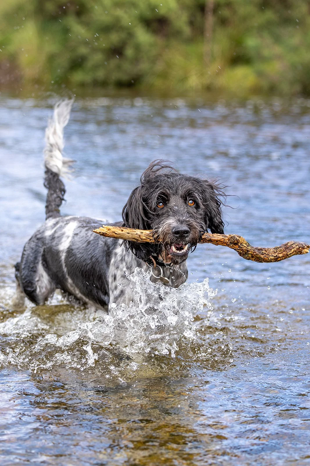 Dog retrieving a stick in a river.