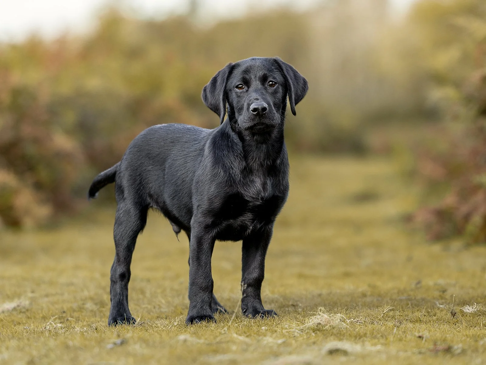 Outdoor, professional pet portrait on Dartmoor. 