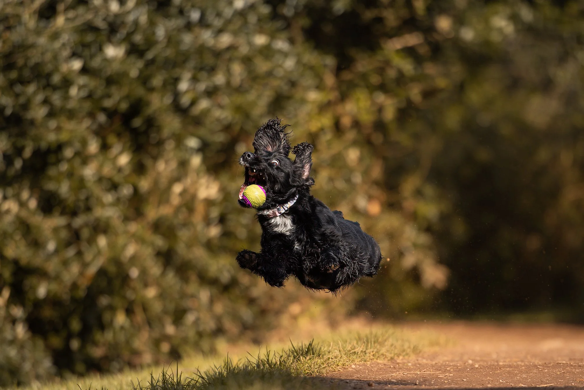 Action dog photography by MJC-Photography: A black Spaniel named Luna leaping mid-air to catch a ball on a woodland path, showcasing high-speed motion capture.