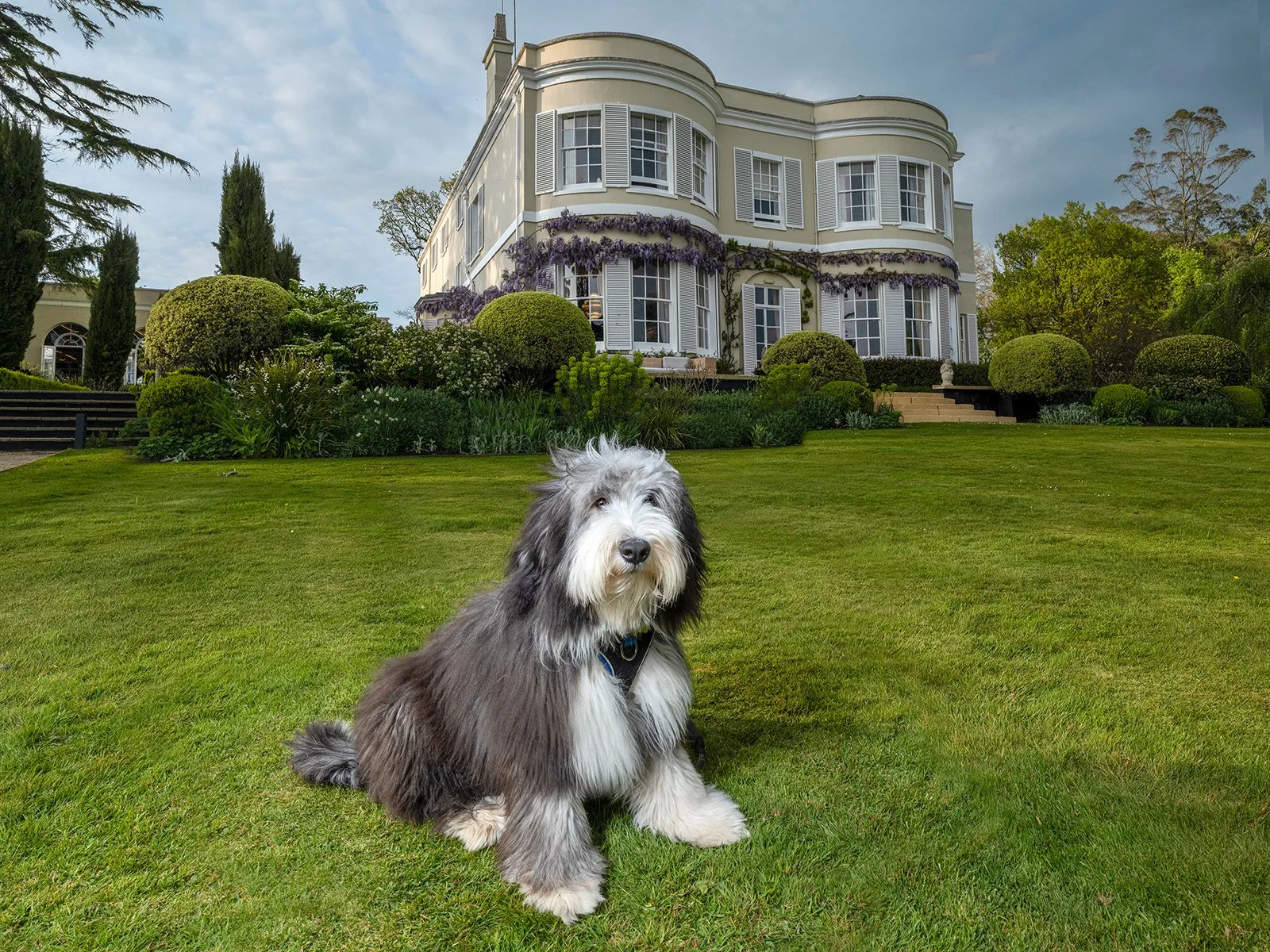 Outdoor, professional pet portrait on location at Deer Park Country House