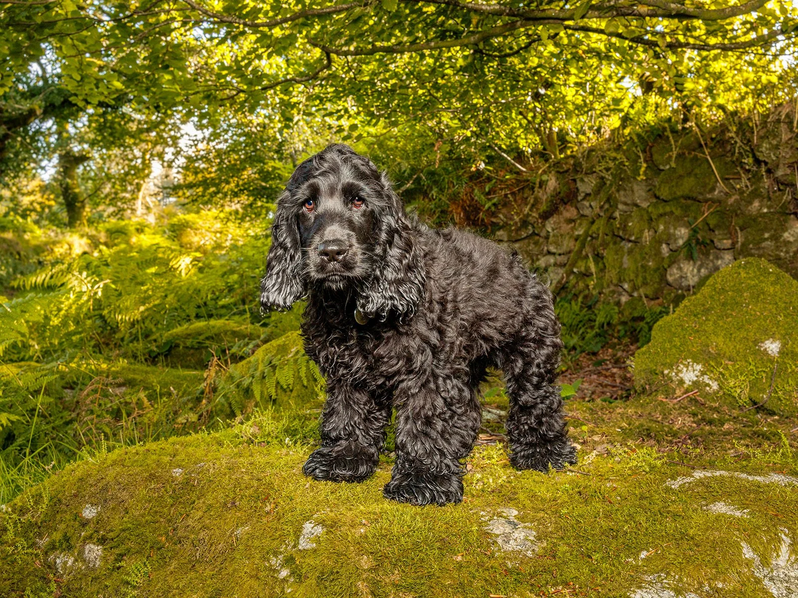 Outdoor, professional pet portrait on Dartmoor