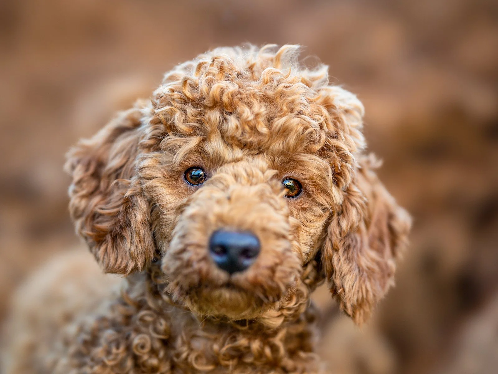 Outdoor, professional pet portrait on Dartmoor