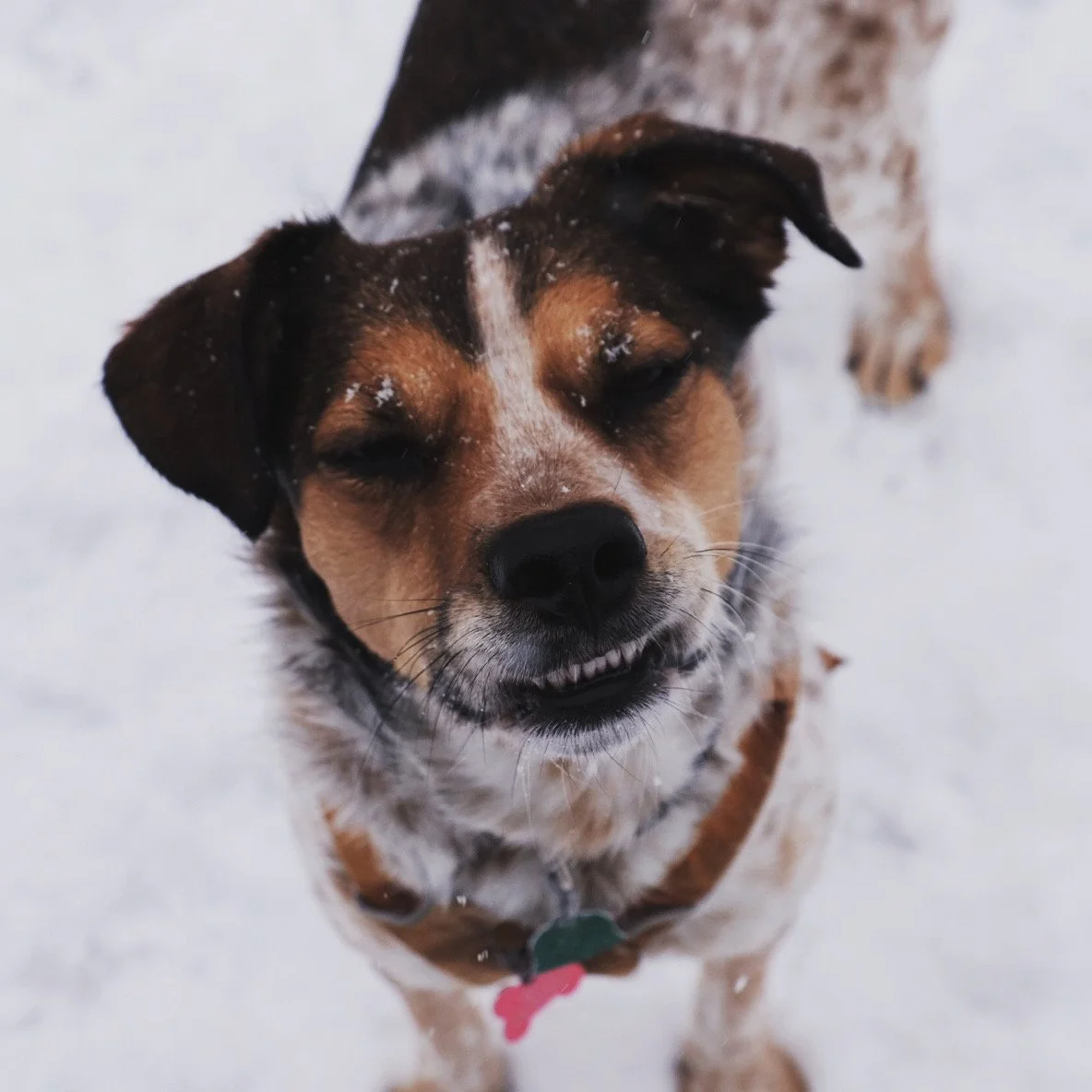 Book Buddies Week of 1/26 - 1/31