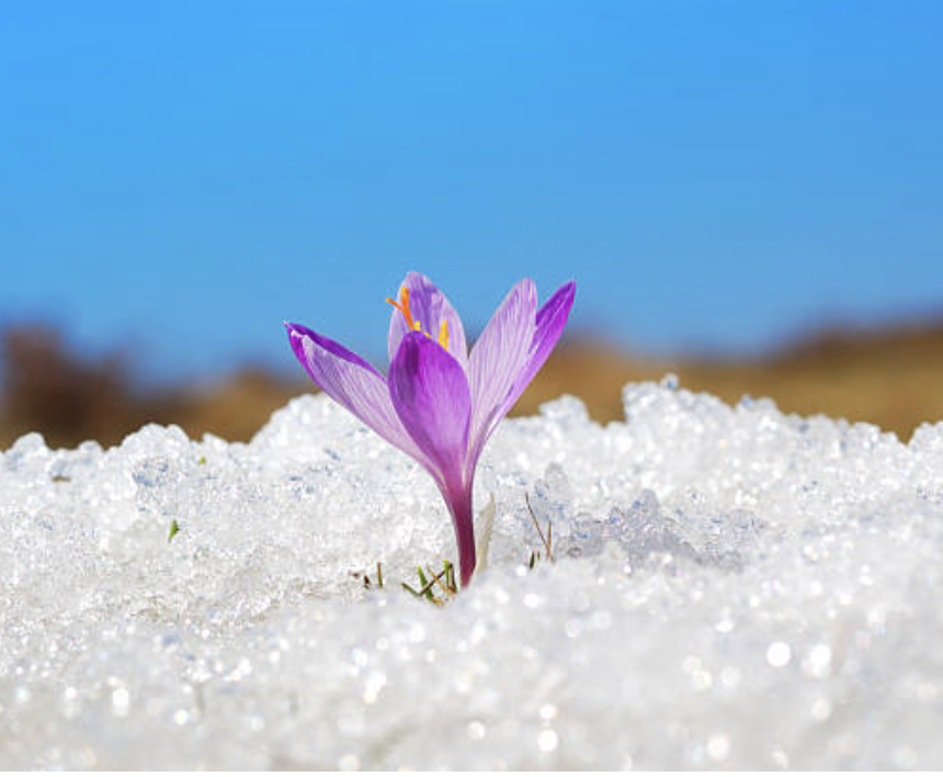 Book Buddy Happenings 2/2 - 2/8