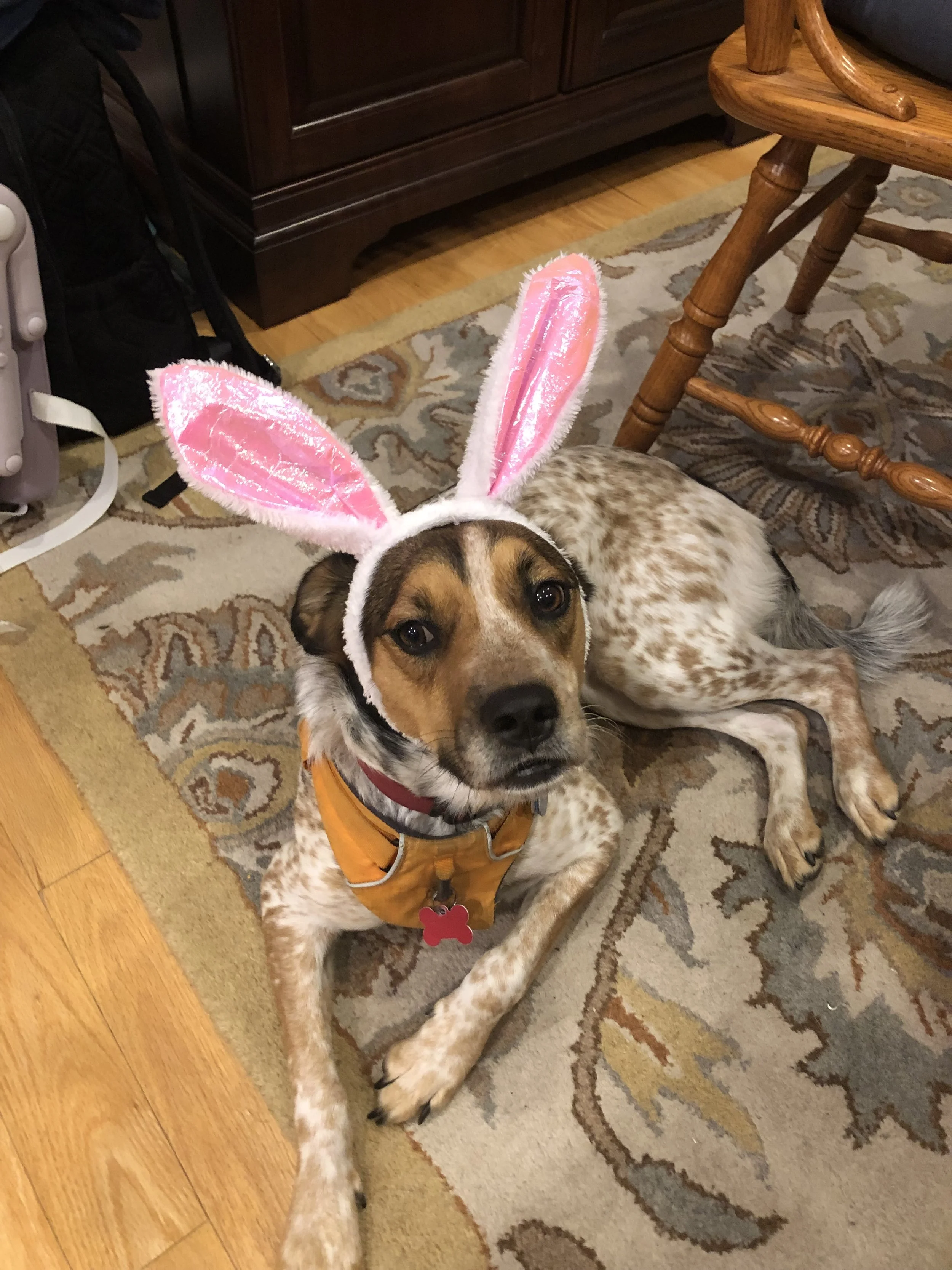 3/23-3/29 BBs: Website Update and other Haps