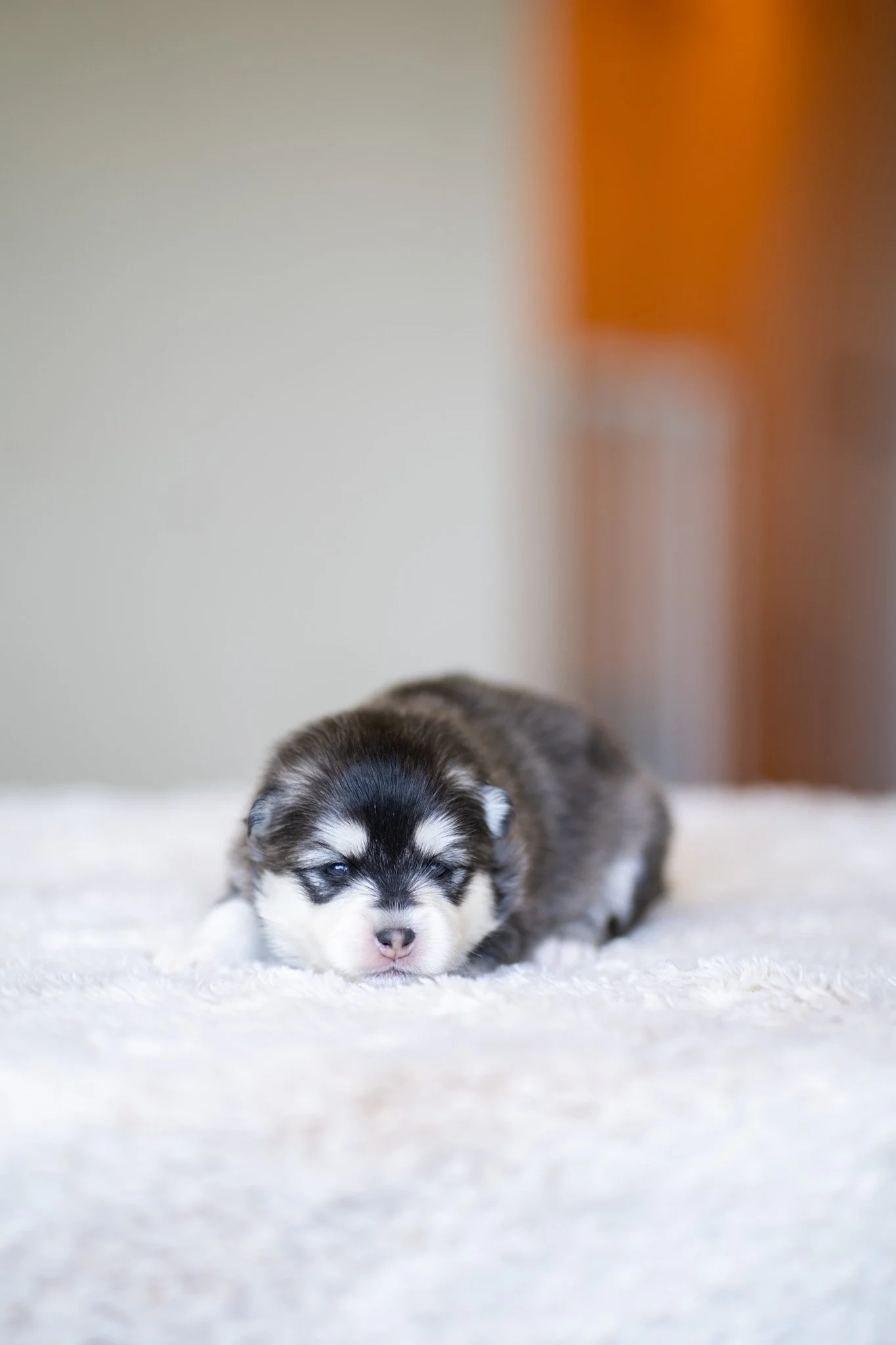 A fluffy brown and white Siberian Husky puppy laying on a soft white blanket, looking directly at the camera with blue eyes.