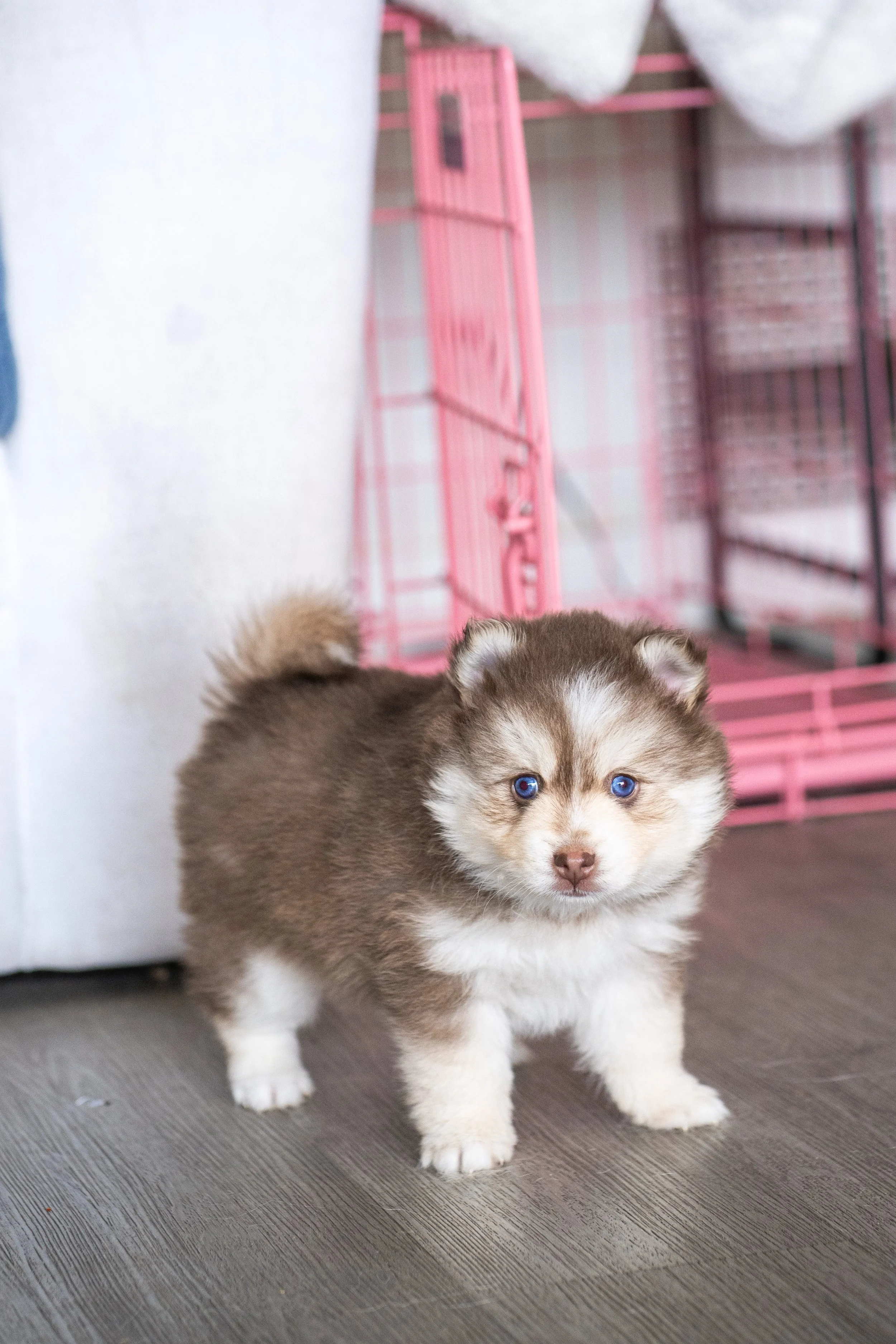 A fluffy brown and white puppy with blue eyes walking on a wooden floor.