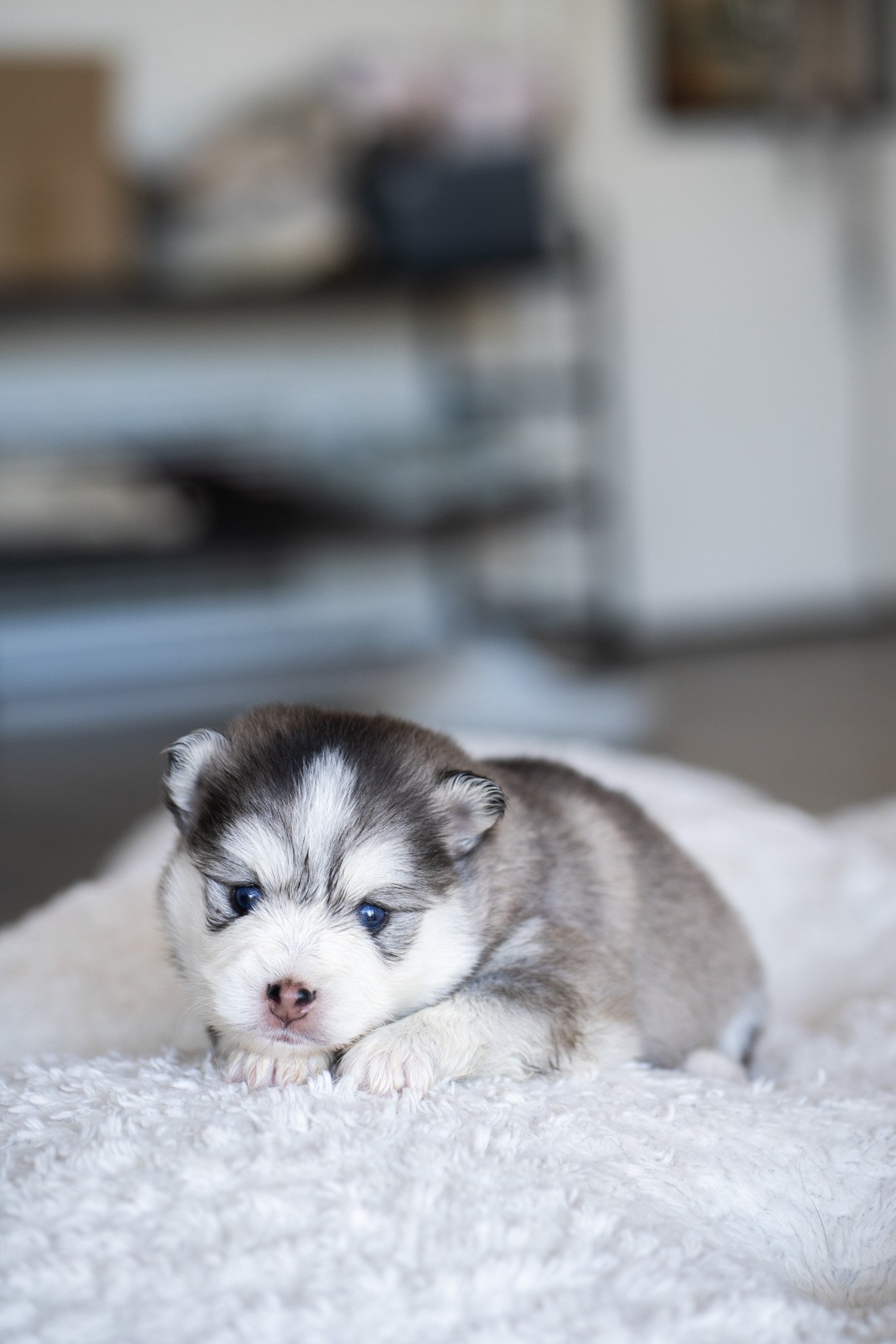 Close-up of a puppy with blue eyes, brown and white fur, walking towards the camera on a wooden floor.