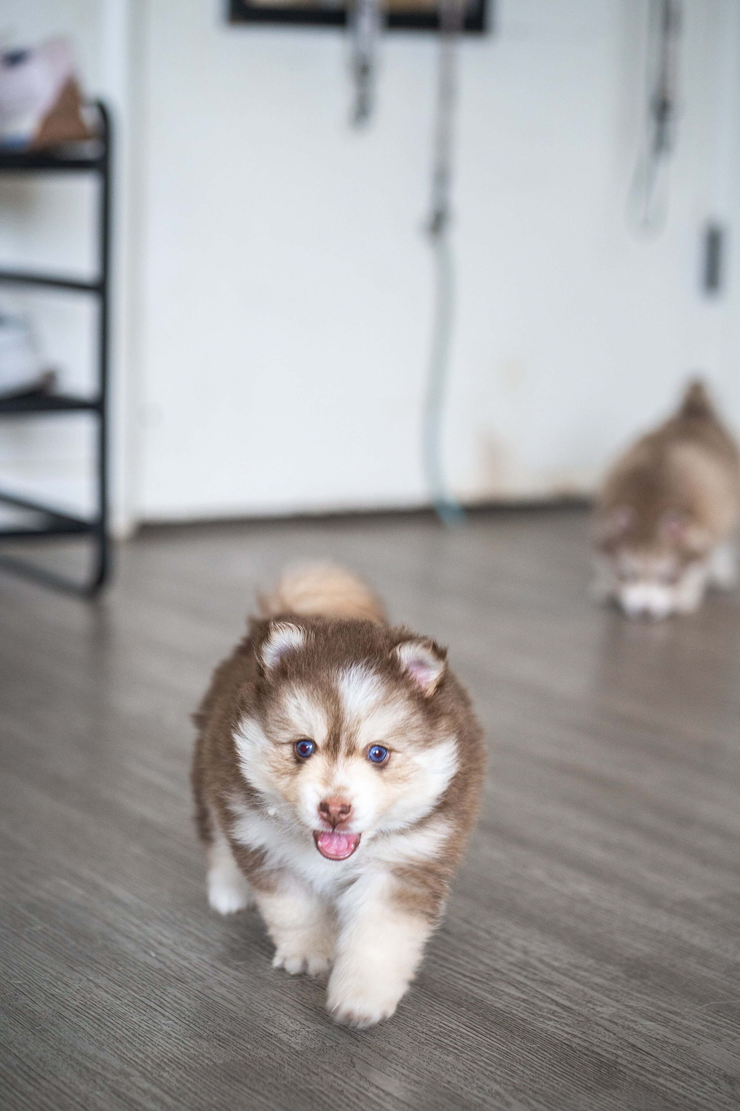 Close-up of a young brown and white puppy with blue eyes resting on a soft, white surface.
