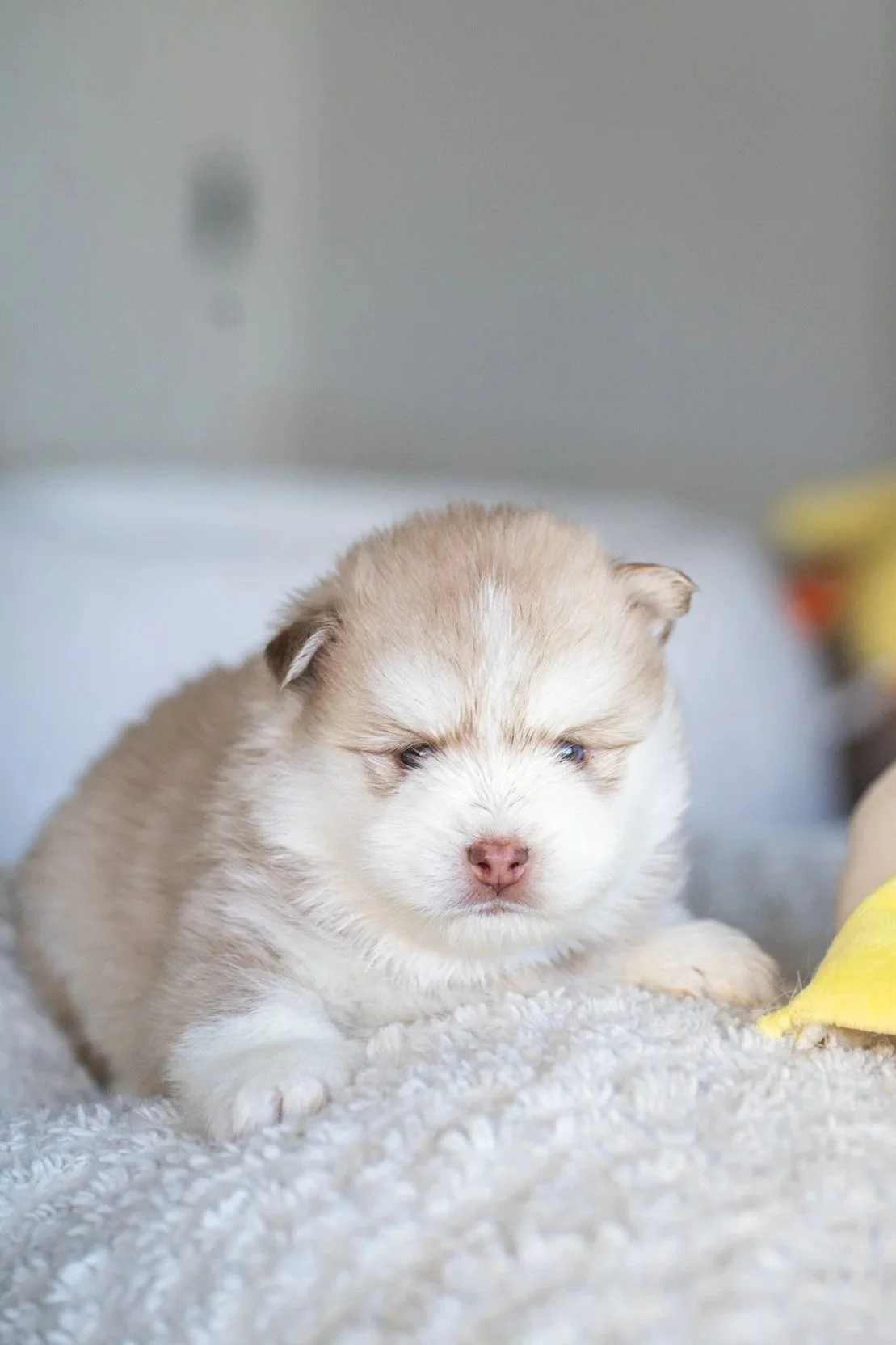 A cute brown and white puppy with blue eyes standing on a wooden floor.